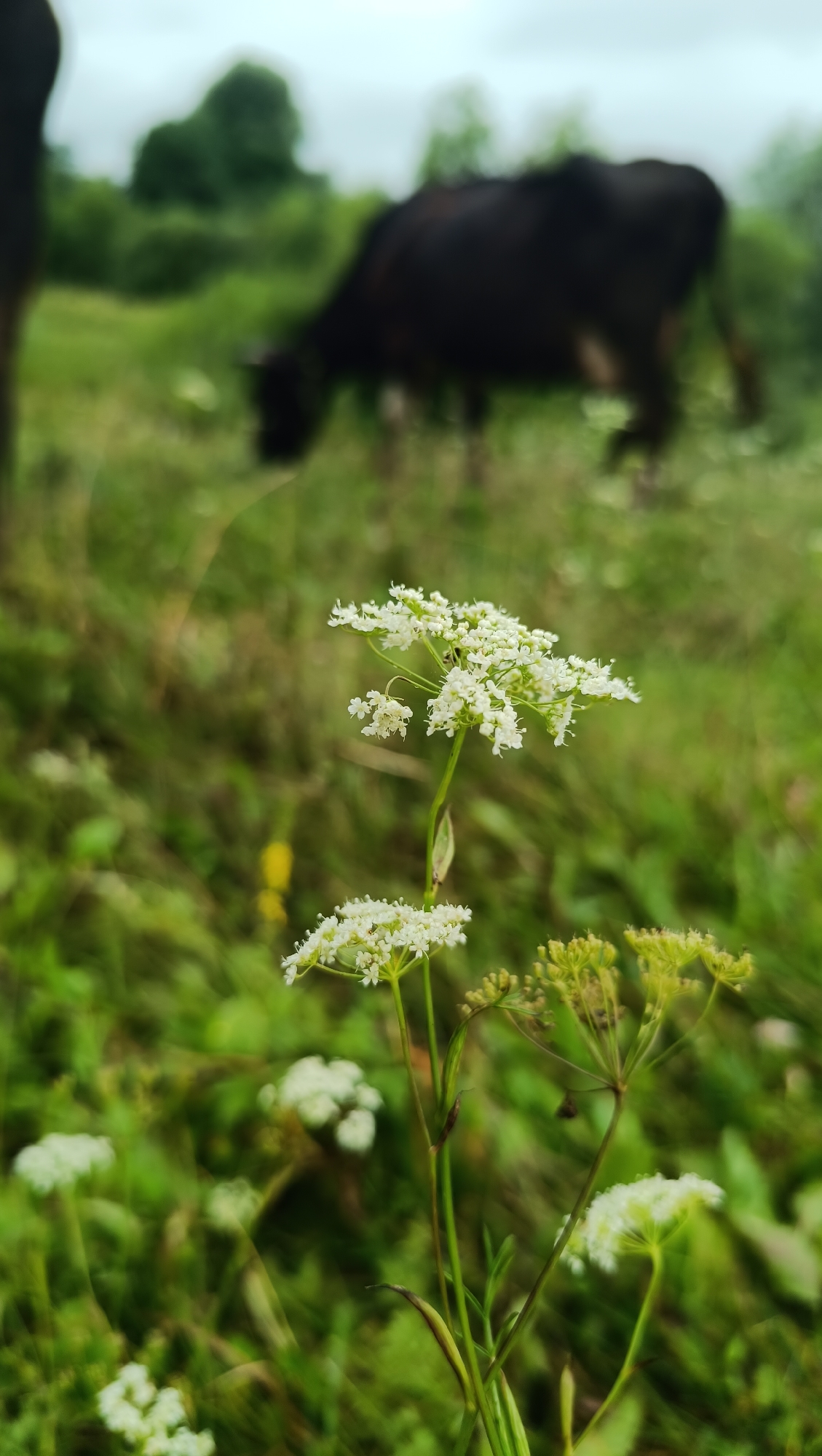 The image depicts a close-up of a white wildflower in the foreground, with delicate, umbrella-shaped clusters of small blooms. The background is blurred, showing a dark-colored cow grazing in a green field under a cloudy sky. Trees are visible in the distance. The scene appears to be a rural or natural setting. There is no indication of the city of Karsha, Russia, or any other specific location.