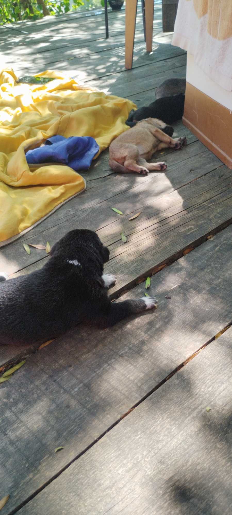 In Yaroslavskaya, Russia, on a rustic wooden deck bathed in dappled sunlight, three young puppies are resting. Two are asleep, one a light brown color, curled up next to a black puppy. The third puppy, black with white paws and a small white marking on its back, is also lying down, facing away from the camera, its head turned to the side. A bright yellow blanket and a blue cloth are partially visible to the left, suggesting a makeshift resting spot. The scene evokes a sense of peaceful repose in an outdoor, rustic setting.
