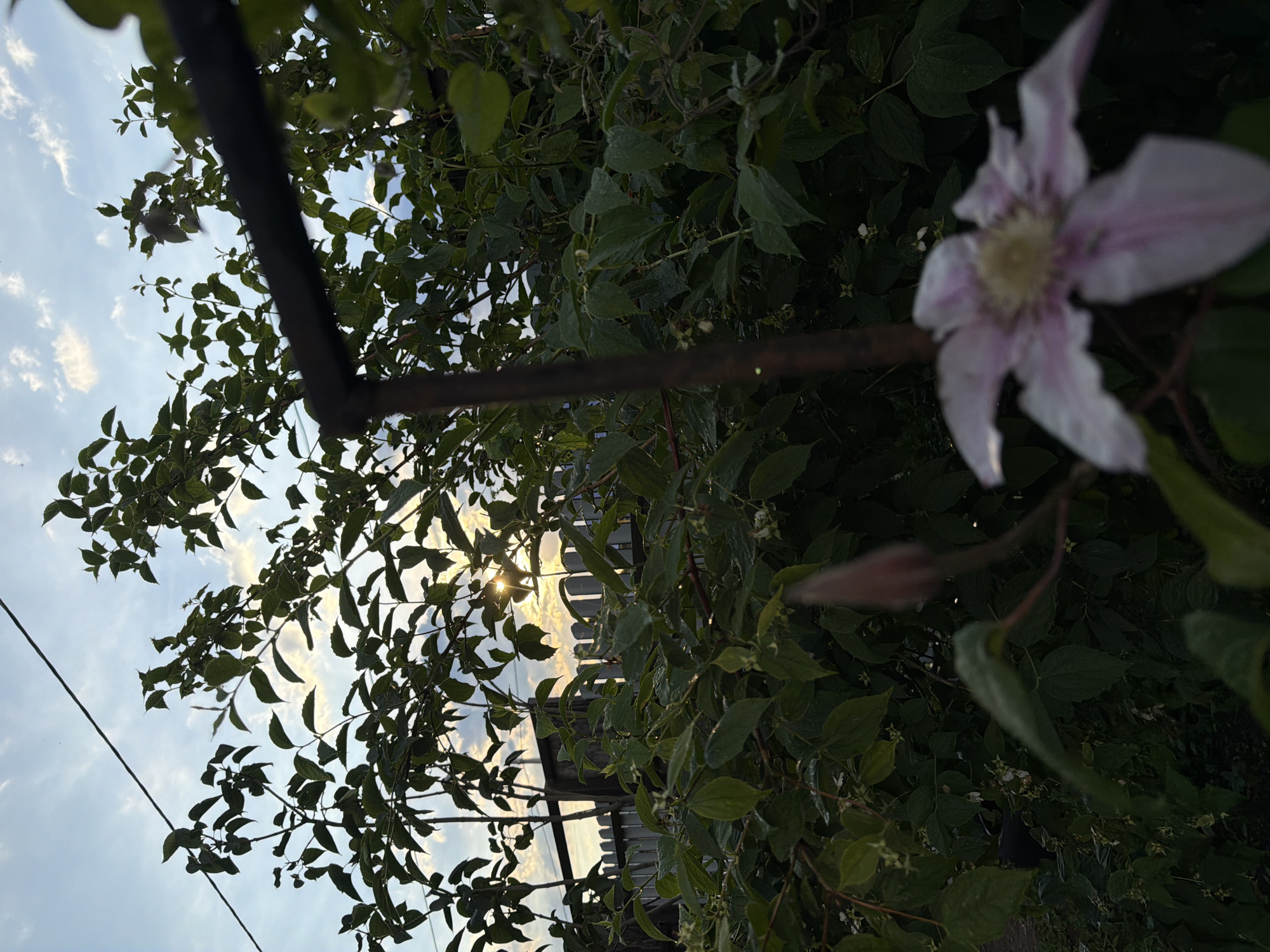 This is a photograph taken outdoors, likely in a garden or yard in Sukhodol, Russia, during the late afternoon or early evening, as indicated by the low sun angle and dramatic lighting. The foreground is dominated by dark green foliage of bushes and trees, with a blurred, pale pink and white flower in the lower right corner, and a closed bud of a similar flower to its left. A dark, rusty metal support beam or bar runs vertically down the center-right of the frame, out of focus. In the background, a light-colored wooden fence is visible, and beyond that, a silhouetted treeline. The sky above is a mix of pale blue and wispy white clouds, with the sun partially obscured by branches, casting rays of light through the leaves and onto the fence. A dark, thin wire runs diagonally across the upper portion of the sky. There are no people or animals visible in the scene. The overall impression is of a natural, slightly overgrown outdoor setting captured as daylight begins to fade.