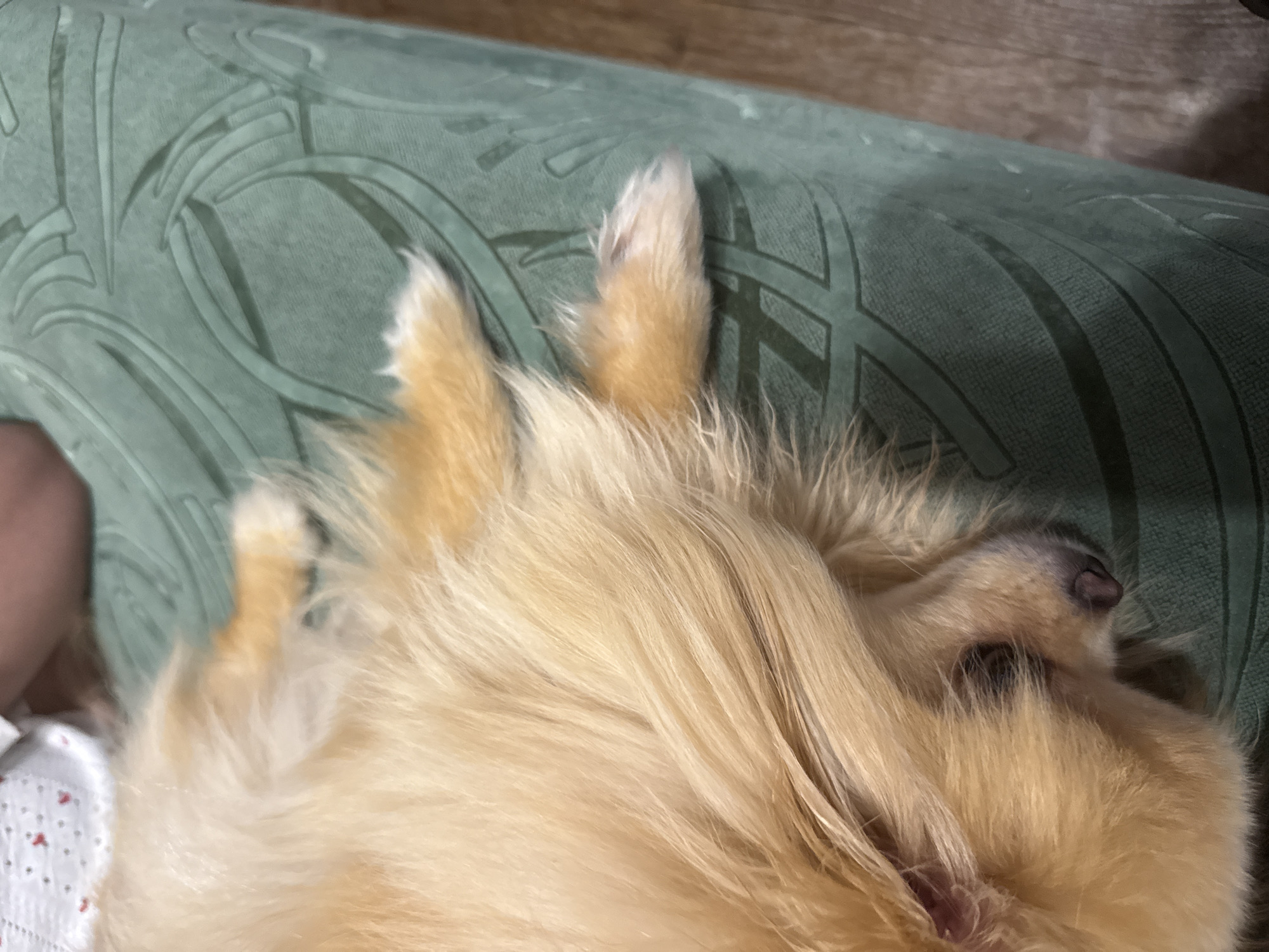 A Pomeranian dog, with fluffy golden fur, is lying on a teal-colored textured surface. Its head is resting on the surface, and its paws are visible. The dog appears to be asleep or relaxed. The background is blurred, but suggests an indoor environment with wooden flooring.