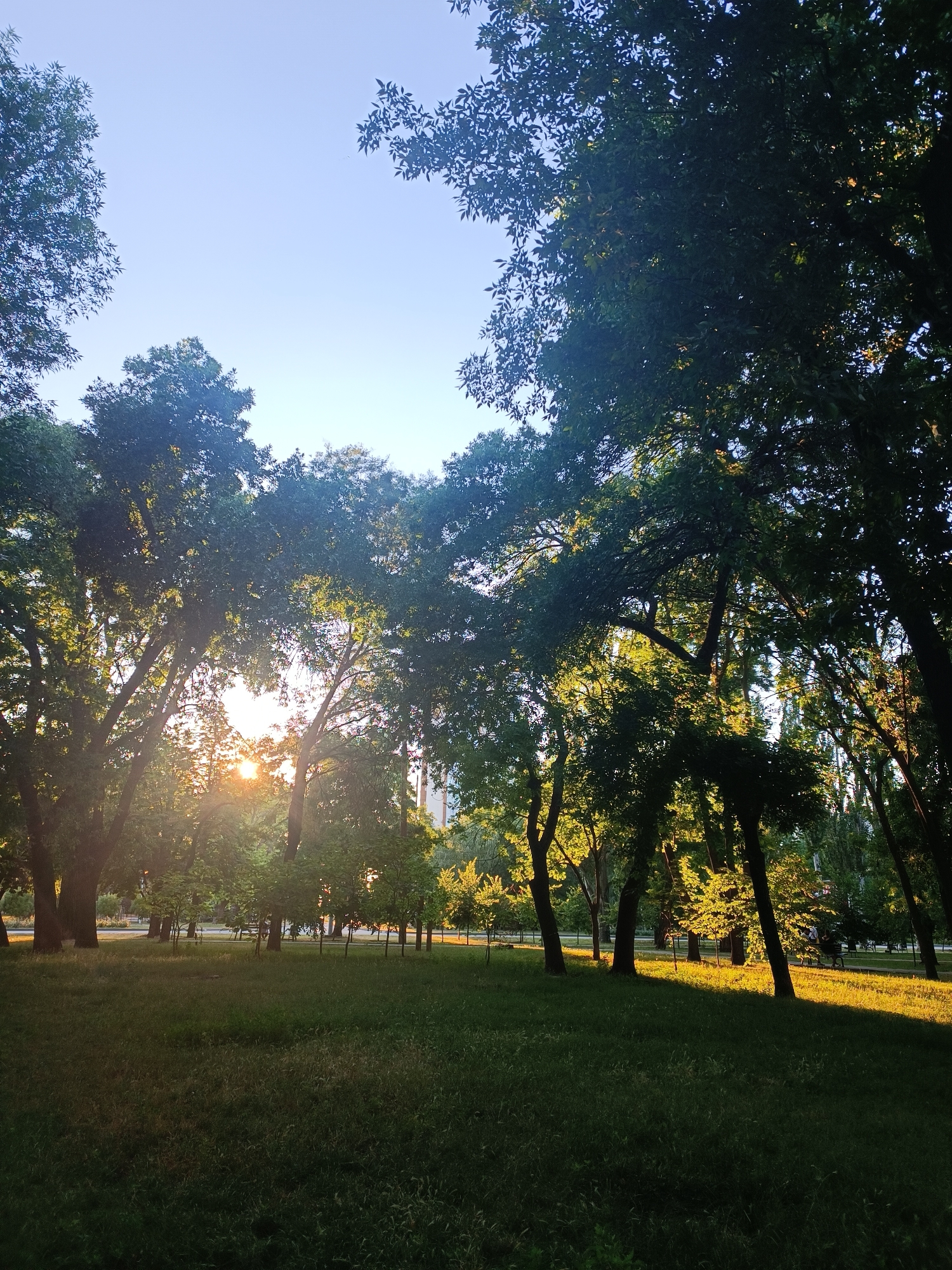 The image depicts a park in Zaporizhzhia, Ukraine, bathed in the golden light of a setting sun. Towering trees with dense foliage dominate the foreground and middle ground, their branches reaching towards a clear, pale blue sky. Sunlight filters through the leaves, casting dappled shadows and illuminating sections of the grass. The park appears to be a public space with mowed lawns and a paved path visible in the distance, lined with more trees. A few smaller trees are scattered across the grassy area. The overall atmosphere is serene and natural, suggesting a peaceful late afternoon or early evening in the city. There are no visible people or animals in the frame.