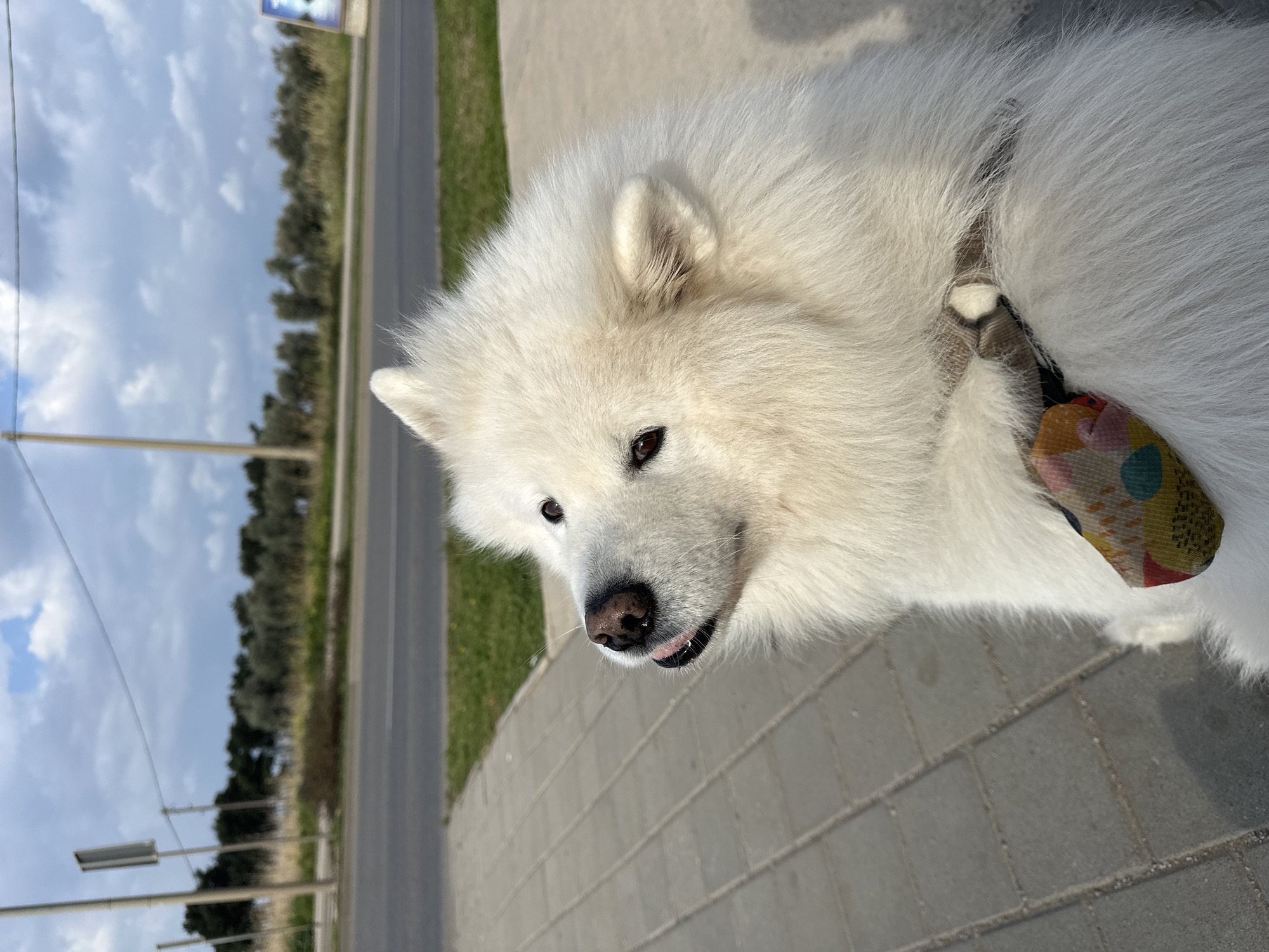 An outdoor scene in Šušanj, Montenegro, depicts a white, fluffy Samoyed-type dog occupying the right and central foreground. The dog is positioned on a light grey paved sidewalk composed of rectangular blocks, looking upward and slightly left with its head tilted. Its dark brown eyes, black nose, and the tip of a pink tongue are visible. A multi-colored patterned harness, featuring yellow, red, and blue circular motifs, is visible on its chest. To the left of the paved area is a narrow strip of green grass, beyond which lies a two-lane asphalt road. In the background, a line of utility poles with overhead wires stands before dense, dark green trees, likely olive groves, and dry yellowish vegetation. The sky above is partly cloudy with patches of blue. The scene is illuminated by natural daylight. No other people or vehicles are visible.