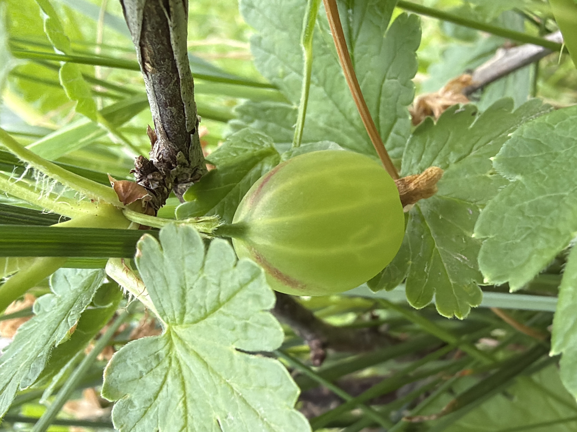 A close-up, top-down shot captures a single, unripe green gooseberry fruit growing on its plant. The gooseberry, positioned slightly to the right of the center, is light green with a faint reddish-brown blush or stripe on one side, indicating it is still developing. It is attached to a slender green stem, which connects to a thicker, woody brown stem of the plant visible on the left side of the frame.
Surrounding the fruit are several green leaves of the gooseberry plant, which are lobed and have serrated edges. Some of these leaves are in sharp focus, particularly in the foreground and around the fruit, while others in the background are softly blurred, creating a shallow depth of field. The background consists of a soft, diffused blend of various green hues, suggesting more foliage and grass, consistent with an outdoor garden or natural setting. The natural lighting indicates it is daytime. No specific activity beyond the natural growth of the fruit is depicted, and no people or text are visible.