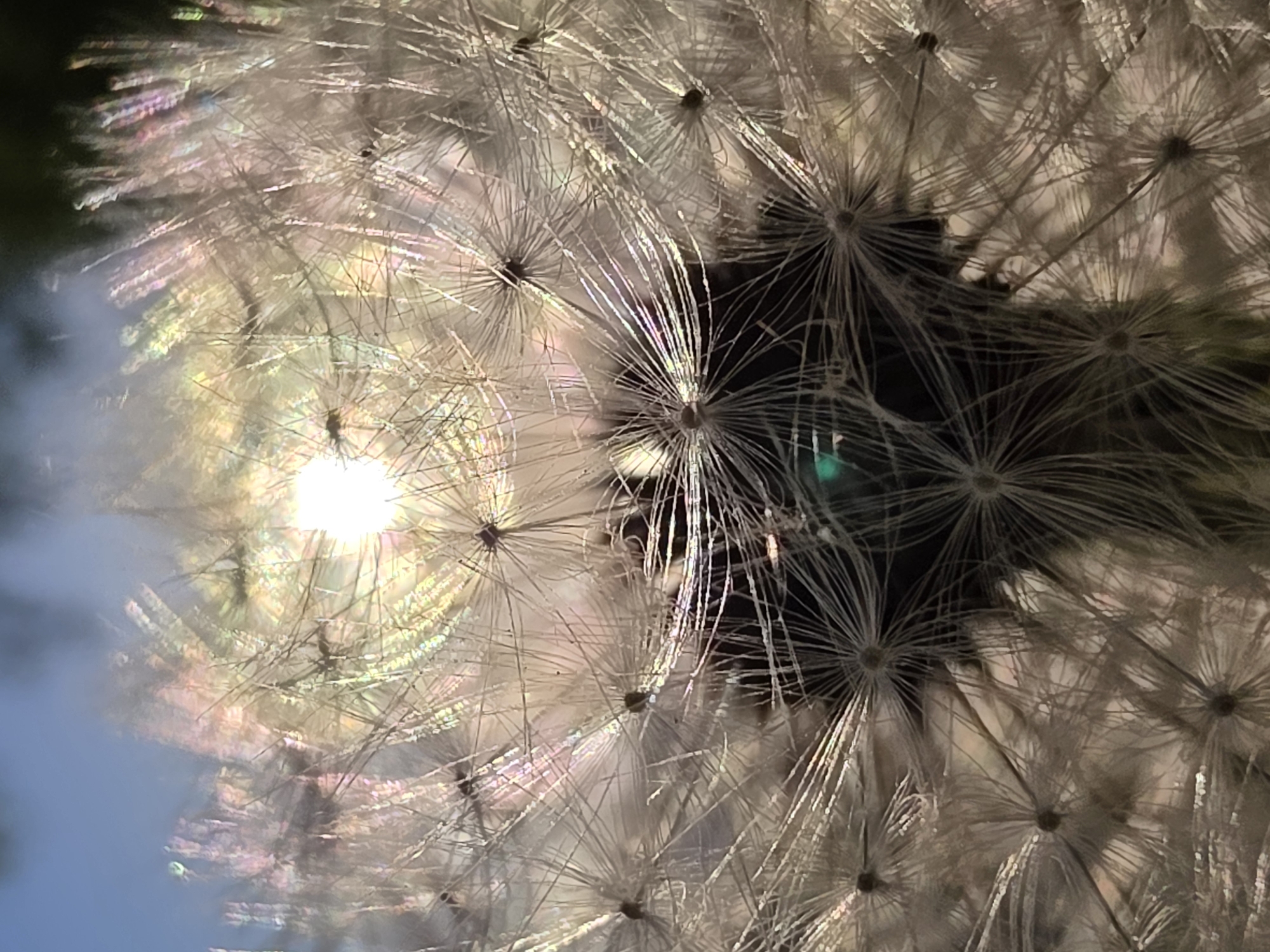 A close-up image shows a dandelion clock with the sun shining through it. The fine seed heads of the dandelion are silhouetted against the light, and the sun's rays create a bright halo effect. The background is out of focus, but hints of blue sky and dark green foliage are visible. The iridescent diffraction rings around the sun, often seen when light passes through small water droplets or particles in the air, suggest a possibly humid or misty environment. The location in the city of Chaikovsky, Russia is not evident from the image.