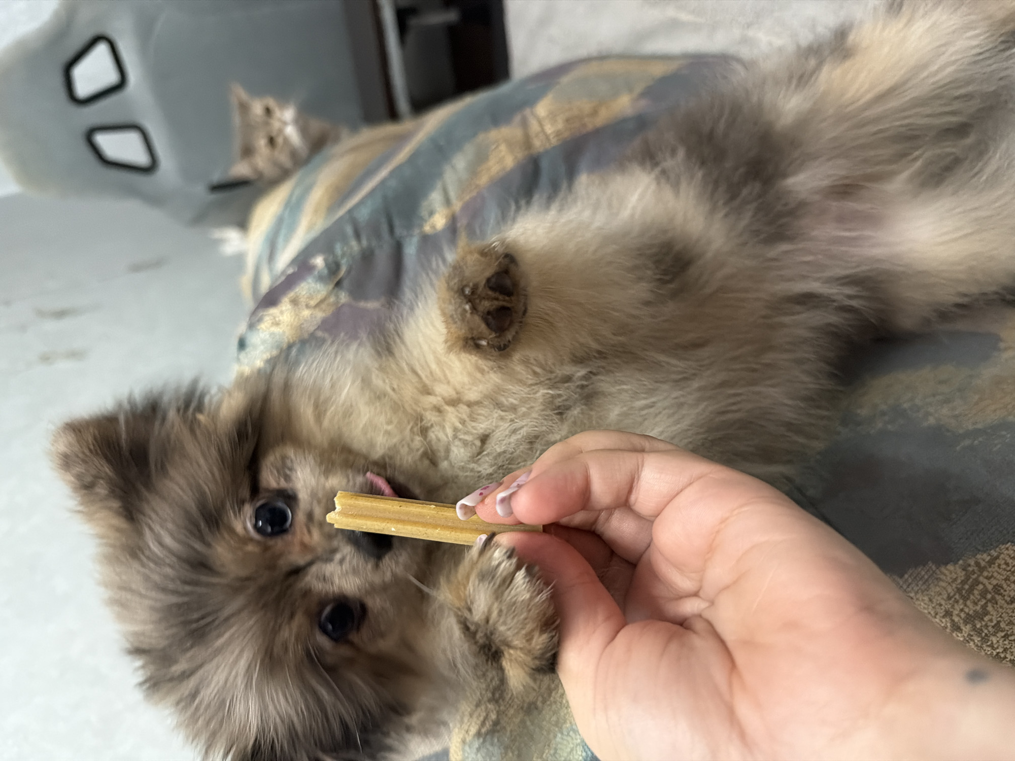 A close-up shot shows a fluffy Pomeranian puppy being offered a treat by a person's hand. The puppy, with its large dark eyes and light brown fur, looks directly at the camera. A small, light-colored chew stick is held between the puppy's paw and the person's fingers. The puppy is lying on its back on a patterned blanket. In the background, a light gray object with two rectangular cutouts is visible, along with a blurry image of another small animal, possibly a kitten, peeking from behind it. The overall lighting suggests an indoor setting, likely during the day. The person's hand has manicured fingernails with a light pink and white design. The image is cropped to focus on the puppy and the treat. No text is visible in the image. The location context provided is Chaikovsky, Russia.
