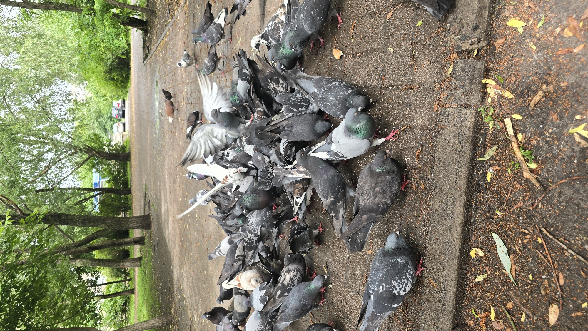 This is a vertical, eye-level, medium shot of a large flock of pigeons gathered on a paved area in a park. The pigeons are mostly grey with some white and iridescent green feathers. They are pecking at the ground, presumably for food. In the background, there are trees with green foliage, and beyond them, a road with several cars parked. The ground is a mix of paved stones and dirt, with scattered leaves and debris. The scene appears to be in a public park area, likely within the city of Kyiv, Ukraine, given the context of the request. There are no people visible in the image. The overall atmosphere is naturalistic and urban.