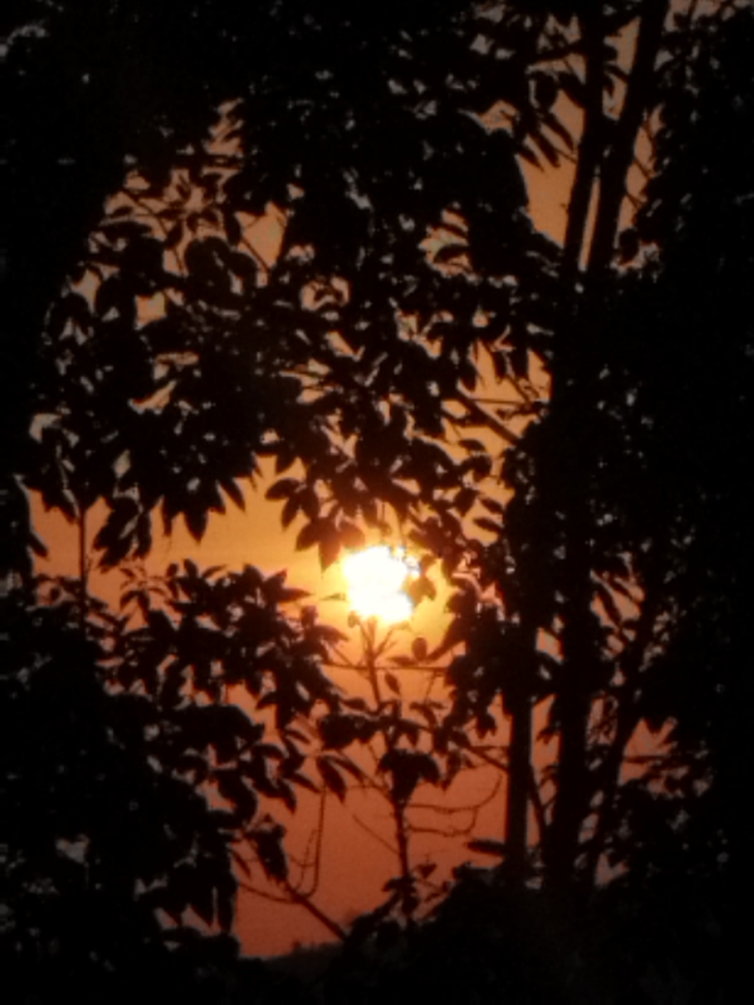 The image displays a highly backlit outdoor scene located in Kadipiro, Indonesia, depicting the sun during either sunrise or sunset. A brilliant, circular solar disk, emitting intense yellow-orange light, is positioned in the upper right quadrant of the frame, partially obscured by dense tree foliage. The sky surrounding the sun transitions through a gradient of warm orange and yellow hues. The foreground and midground are dominated by the stark, dark silhouettes of numerous tree branches and a multitude of leaves, forming an intricate organic pattern against the illuminated sky. No human subjects, animals, or man-made structures are discernible within the frame. The composition emphasizes the strong contrast between the bright natural light source and the shadowed natural elements.