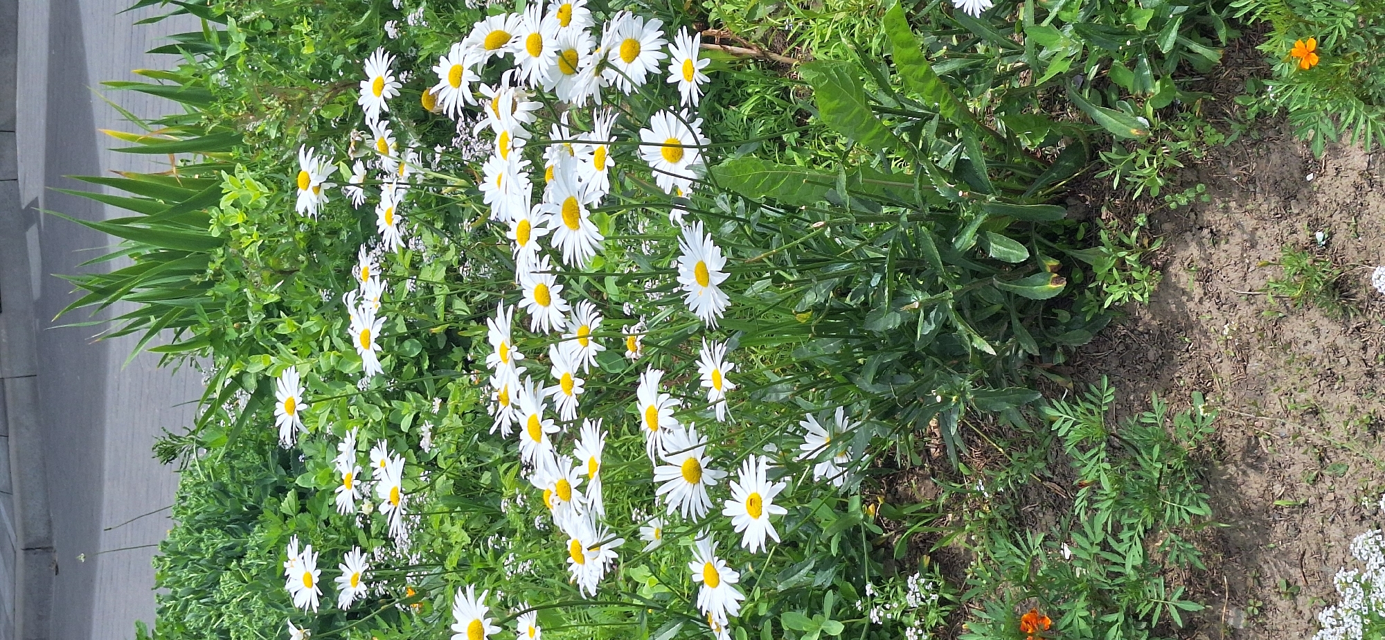 This is a vertical, eye-level medium shot of a bed of daisies and other green foliage. The daisies are white with yellow centers, and they are in various stages of bloom. Some are fully open, while others are still budding. The foliage is lush and green, with some taller, sword-like leaves on the left side of the frame, possibly irises. The ground is visible in the lower right, appearing to be dry soil with some smaller plants and white flowers. A single small orange flower is visible in the lower right corner. The scene appears to be outdoors during the daytime, with natural lighting. There are no people or visible text in the image. The setting suggests a garden or park area.