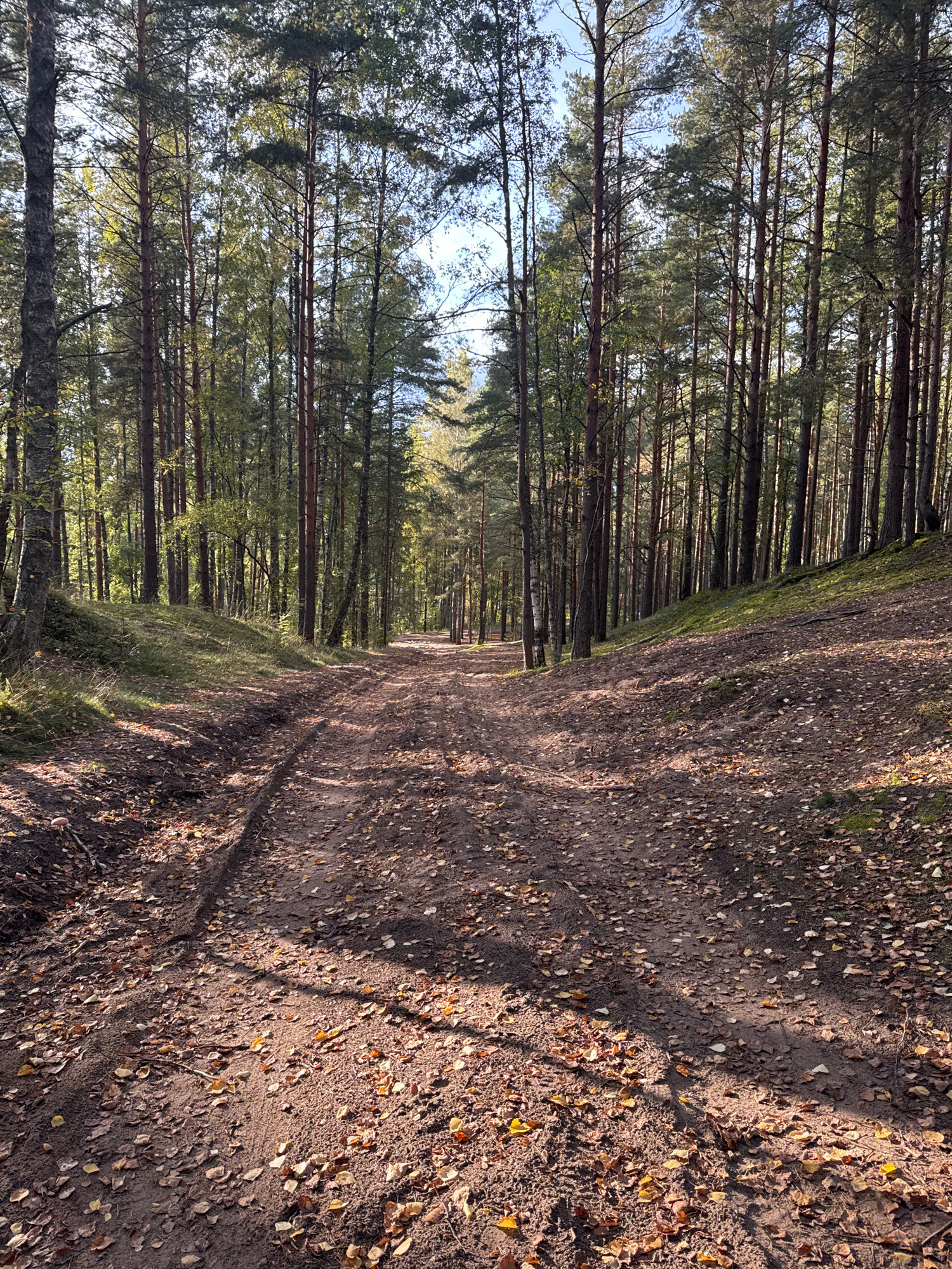 A dirt path winds through a forest in Sestroretsk, Russia. The path is covered in fallen leaves, and tire tracks are visible in the dirt. Tall, thin trees line both sides of the path, with some lighter-colored trees interspersed among the darker pines. The ground slopes upwards to the right of the path, covered in grass and more leaves. Sunlight filters through the trees, creating shadows on the path. The sky is visible through the canopy, appearing clear and blue. A single white mushroom is visible near the left edge of the path in the foreground.
