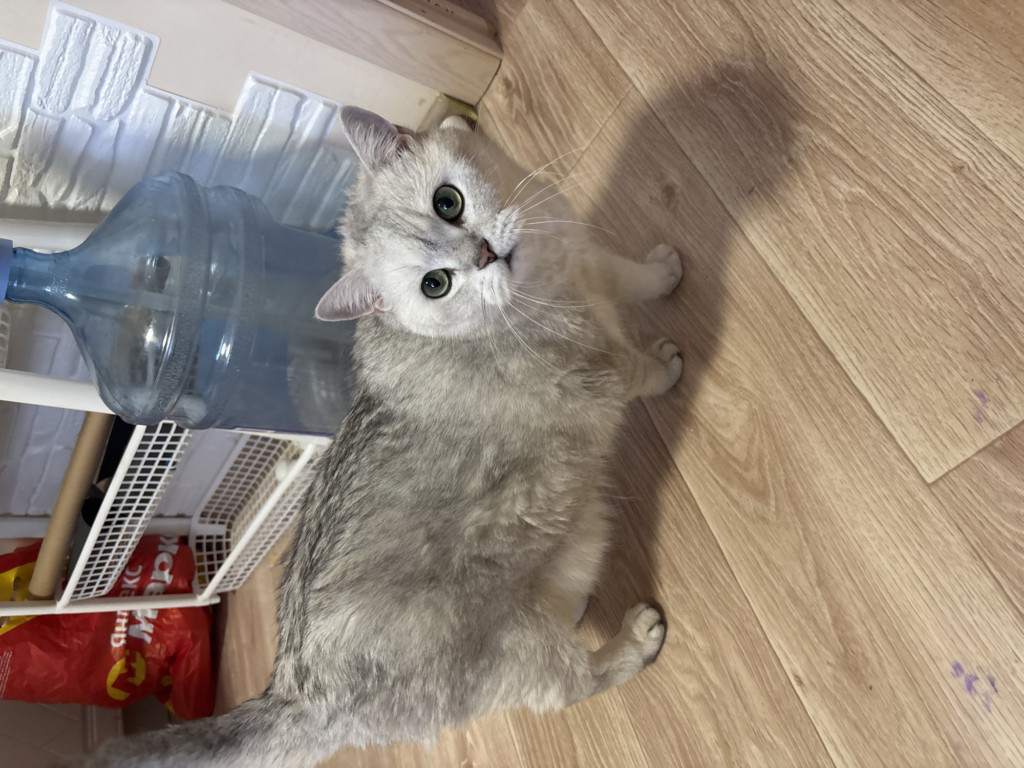 An indoor scene in Izhevsk, Russia, depicts a light silver-grey cat with vivid green eyes standing on a light wood-patterned floor. The cat faces directly towards the viewer, its body oriented slightly to the left. In the background, to the left of the cat's tail, a red plastic bag displaying partial Cyrillic text "ЯНДЕКС МАРК" (Yandex Market) is visible. Adjacent to the bag, a white, multi-tiered shelving unit with mesh baskets holds an unidentified brown cylindrical object on its upper shelf. To the right of the shelving unit, a large, translucent blue plastic water bottle is positioned against a wall adorned with white faux-brick paneling. The floor beneath the cat exhibits faint purple markings in the lower left portion of the frame. No human figures are present.