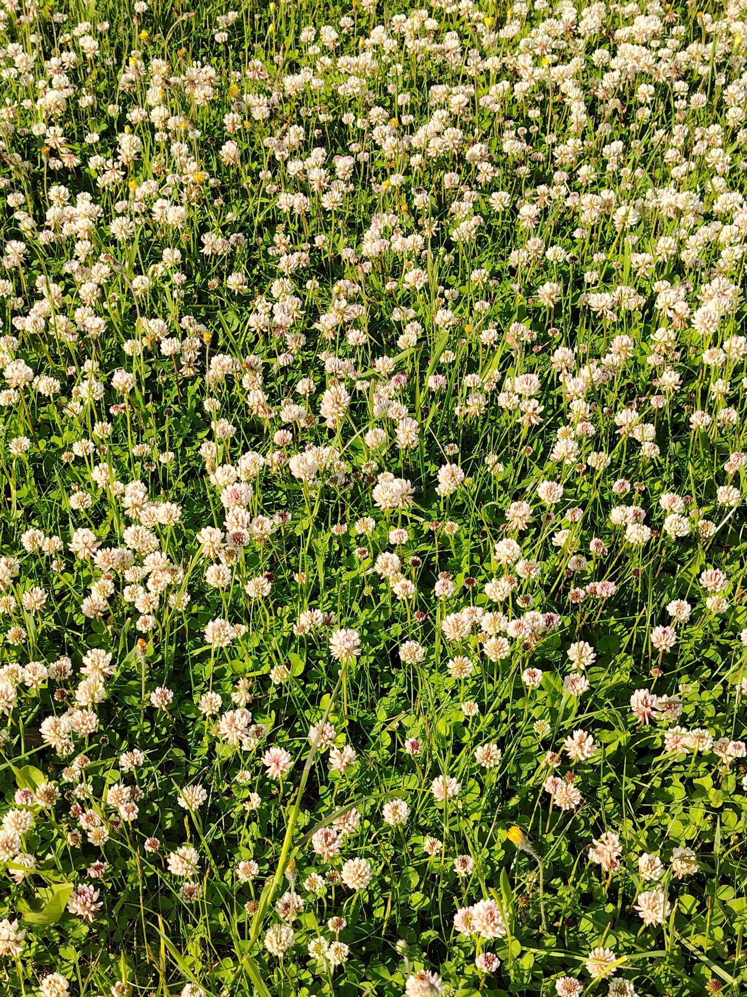 The image shows a dense field of white clover flowers interspersed with green grass. The flowers are mostly in full bloom. A few yellow dandelions can be seen scattered throughout the field. The location is Бараўлянскі сельскі Савет, Belarus.