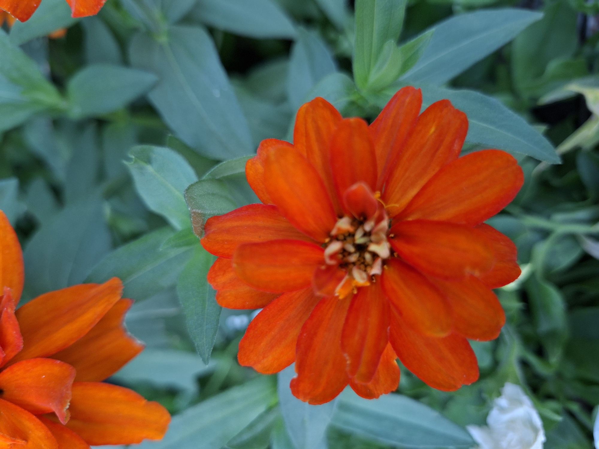 The image shows a close-up view of an orange zinnia flower, with several petals in focus. The flower is set against a background of blurred green foliage. To the left of the zinnia, a portion of another orange zinnia and a white flower are visible. The lighting suggests an outdoor setting, likely a garden or park. The scene is devoid of any people or specific urban elements that would pinpoint its location to Rastatt, Germany, or any other specific city. The image captures a natural, botanical subject.