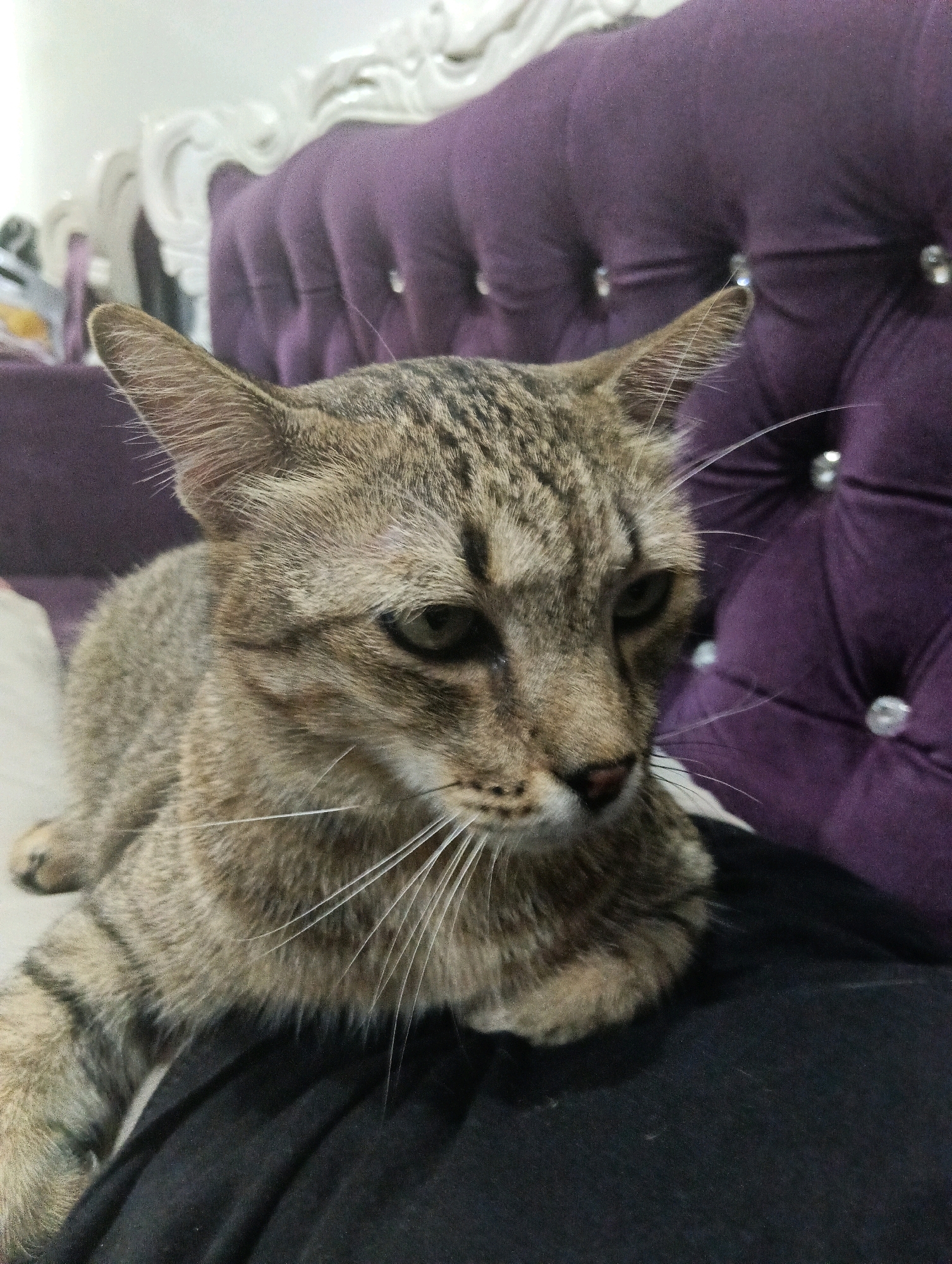 A tabby cat is lying down on a black surface, possibly a piece of clothing or upholstery. The cat is facing slightly to the right and its gaze is directed downwards. The background features a tufted purple couch with decorative clear gems. The lighting is soft and likely indoor. The image does not provide any visual cues to determine its location within Kuching, Malaysia.