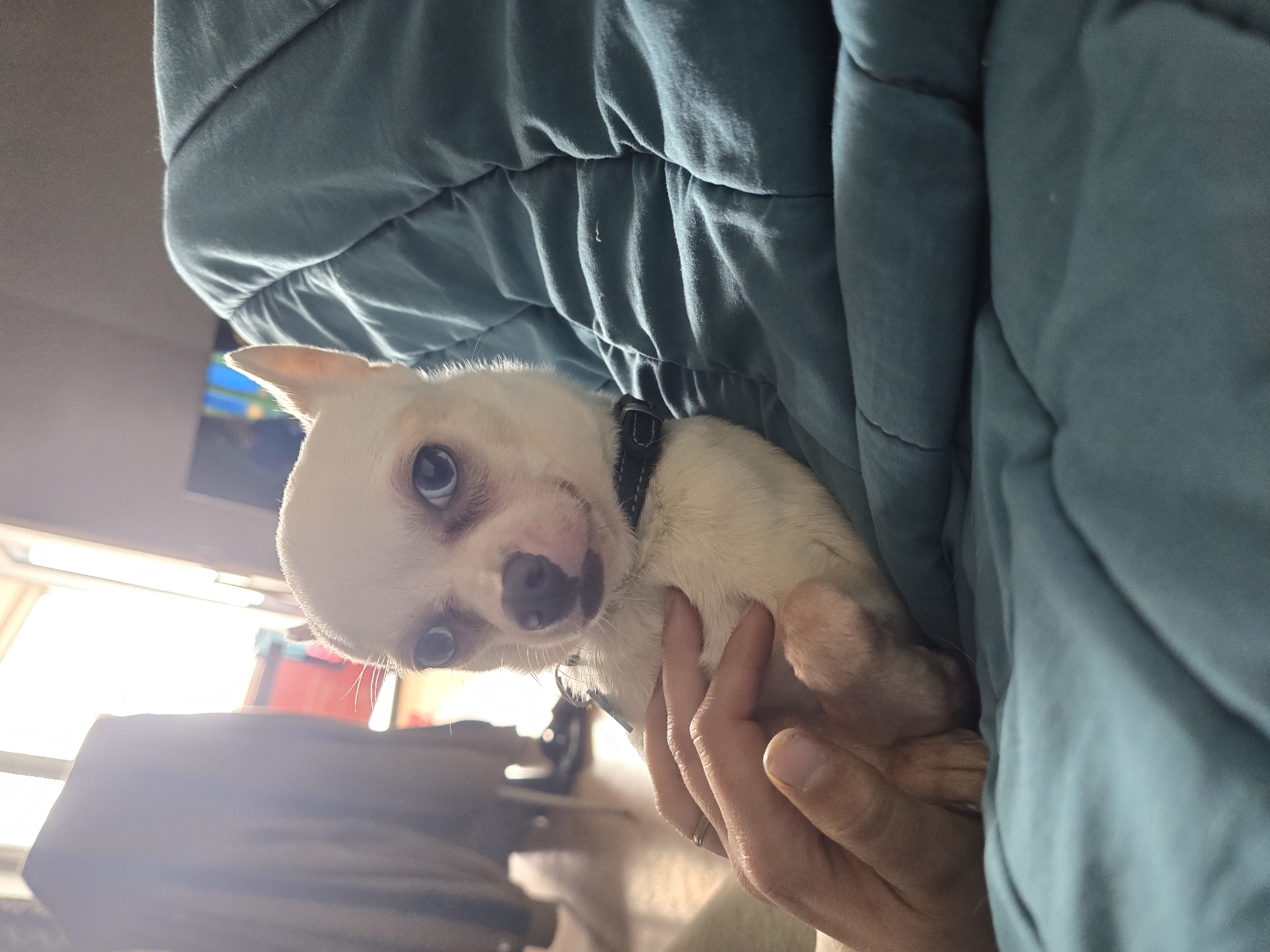 A close-up, angled indoor shot features a small, light-colored Chihuahua being held in someone's hands. The dog has a black collar and is partially enveloped by a blue-green, puffy fabric, possibly a blanket or jacket. The human hand holding the dog is visible, suggesting a close interaction. The background is blurred and indistinct, with some light coming in, likely from a window. The location of the image is unknown.