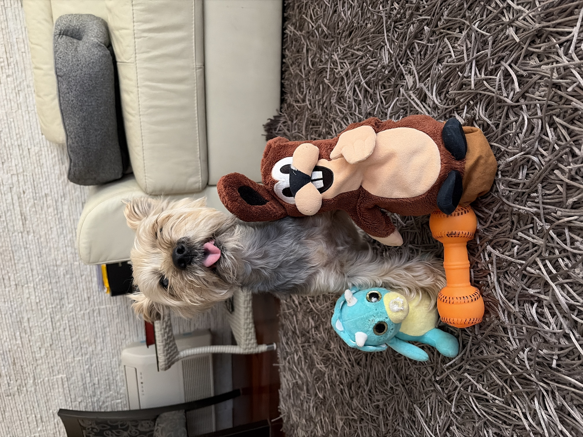 A small, shaggy-haired dog with tan and gray fur is captured lying on its back on a textured, shaggy gray rug. Its head is tilted towards the viewer, with its tongue slightly protruding, giving it a playful and relaxed expression. The dog is surrounded by several toys. A large, brown plush toy, resembling a cartoon character with a wide, open-mouthed smile, is resting on the dog's chest/stomach. To the dog's right, a small, bright blue plush toy, appearing to be a stylized creature with large eyes, is visible, alongside an orange, dumbbell-shaped rubber dog toy.
In the background, light-colored (likely beige or off-white) upholstered furniture, possibly a sofa or armchair, occupies the left side of the frame. A gray, cylindrical cushion is placed on the armrest of this furniture. A white wall with a vertical textured pattern is visible to the far left. The scene depicts an indoor, domestic setting, suggesting a playful moment in a home in Budva, Montenegro. The lighting is soft and even, typical of indoor illumination. There is no visible text in the image.