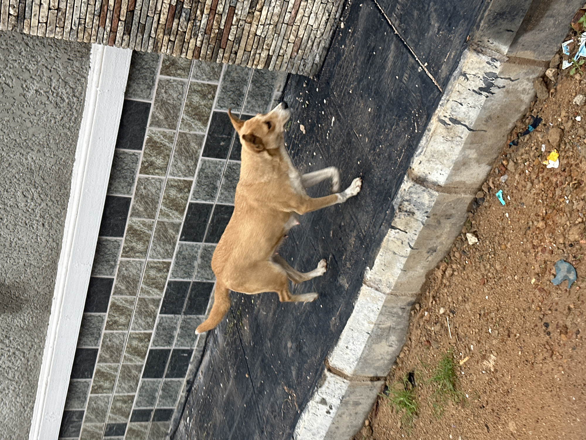 A light brown dog with erect ears is walking on a dark tiled pathway beside a concrete curb. The pathway is bordered by a wall constructed with alternating dark gray and light brown rectangular tiles. To the right of the tiled wall is a section of wall made of stacked, rough-textured, multi-colored bricks. The ground to the left of the curb is dirt and small stones with some sparse green vegetation. Trash, including a blue plastic fragment and yellow and white paper, is visible on the ground. The scene appears to be an outdoor urban environment, possibly Gura Top, Nigeria.