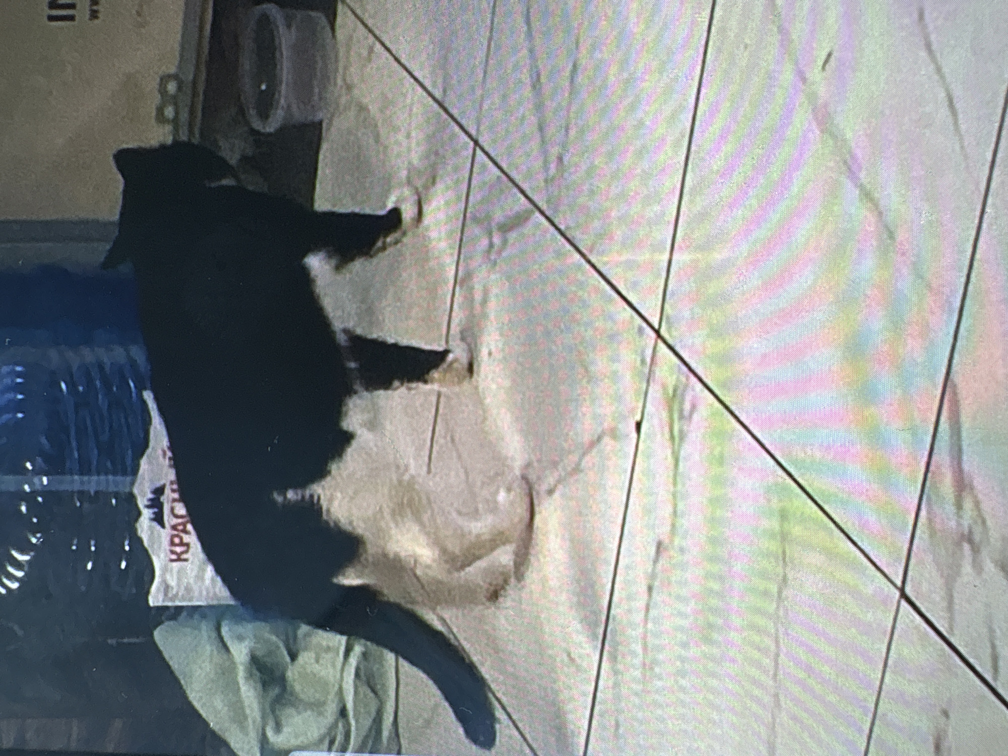 A black and white cat is standing on a tiled floor. The cat is mostly black with white markings on its chest and legs. The floor tiles are light-colored with a marble-like pattern. In the background, there is a large blue plastic container and a white bag with red lettering. The lettering on the bag appears to be in Cyrillic and includes the word "КРАСИВЫЕ". To the right of the cat, there is a clear plastic container on the floor. The overall scene appears to be indoors, possibly in a storage area or a less-trafficked part of a building. There is no visible indication that this scene is located in the city of Batumi, Georgia.