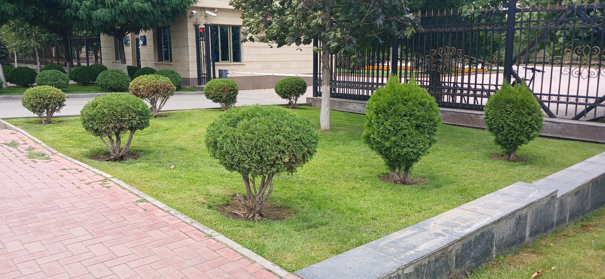 The image captures a street view in Bishkek, Kyrgyzstan, featuring a well-maintained green space alongside a pedestrian walkway. The walkway is paved with reddish-brown bricks arranged in a herringbone pattern, bordered by a low, grey stone wall. Beyond the wall, a lush green lawn is meticulously manicured, dotted with several coniferous shrubs. Some of these shrubs are pruned into perfect spherical shapes, while others maintain a more conical form. In the background, a black wrought-iron fence with ornate detailing encloses a property. Behind the fence, a modern, light-colored building with dark windows is visible, along with trees and an automatic gate. The overall scene suggests an urban environment with a focus on landscaping and security.