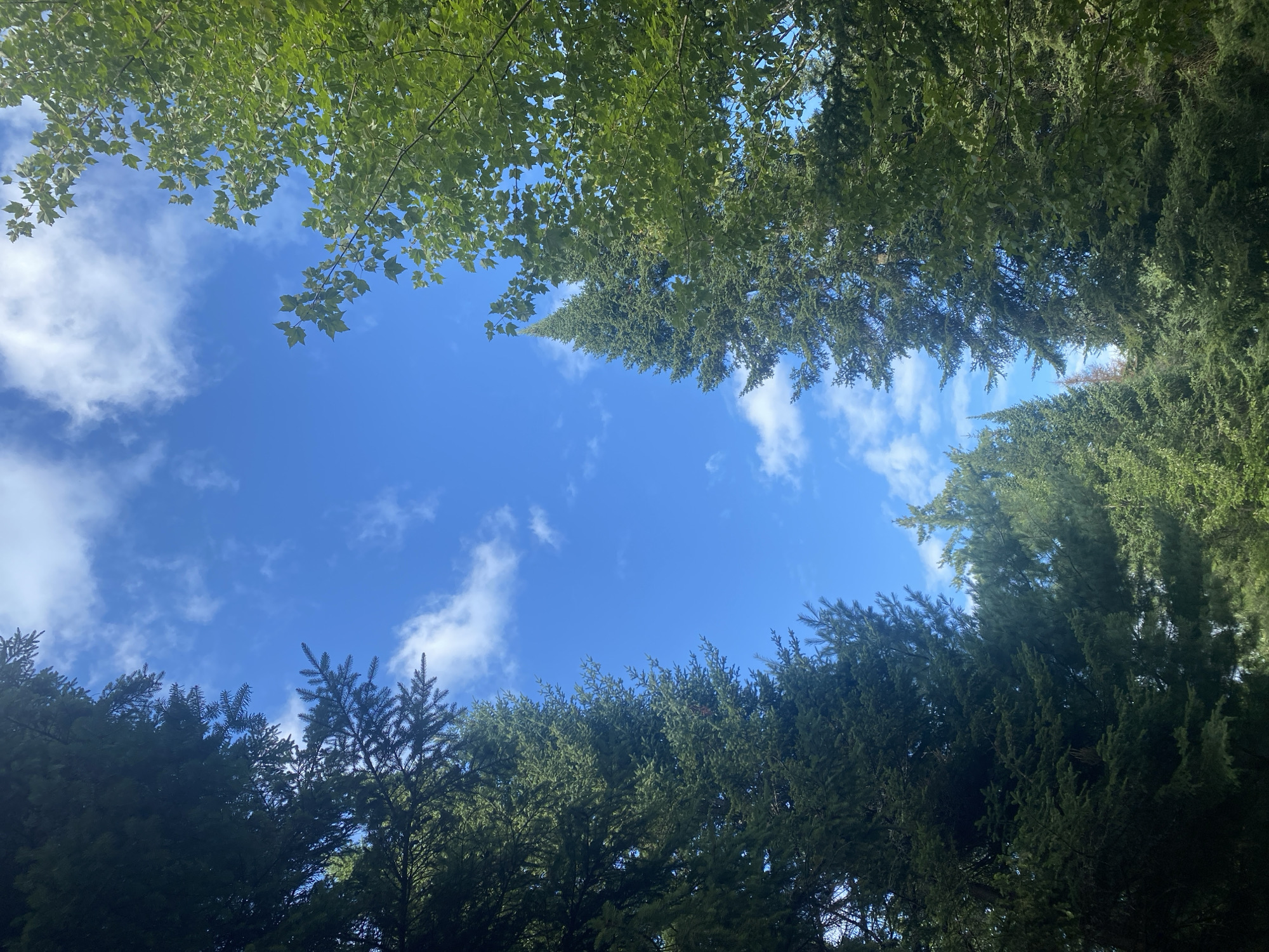 An upward angle shot of a bright blue sky with scattered white clouds, framed by the dense green foliage of coniferous and deciduous trees on the left and right sides of the image. The trees appear to be in a natural setting, likely within a forest or park. The lighting suggests it is daytime, with sunlight filtering through the leaves. The scene depicts a serene, natural environment in Saint-Gabriel-de-Valcartier, Canada, with no people or specific man-made structures visible.