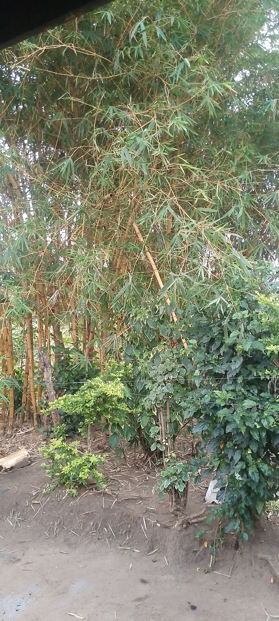 The image depicts a dense bamboo grove in Kisumu, Kenya, with several smaller plants and shrubs growing at its base. The bamboo stalks are a light brown or golden color, and the leaves are a vibrant green. The ground beneath the bamboo is covered with dry leaves, twigs, and some debris. There are no people visible in the image. The overall impression is one of natural growth in an outdoor setting, possibly a garden or a more wild area within the city. The lighting suggests it is daytime.
