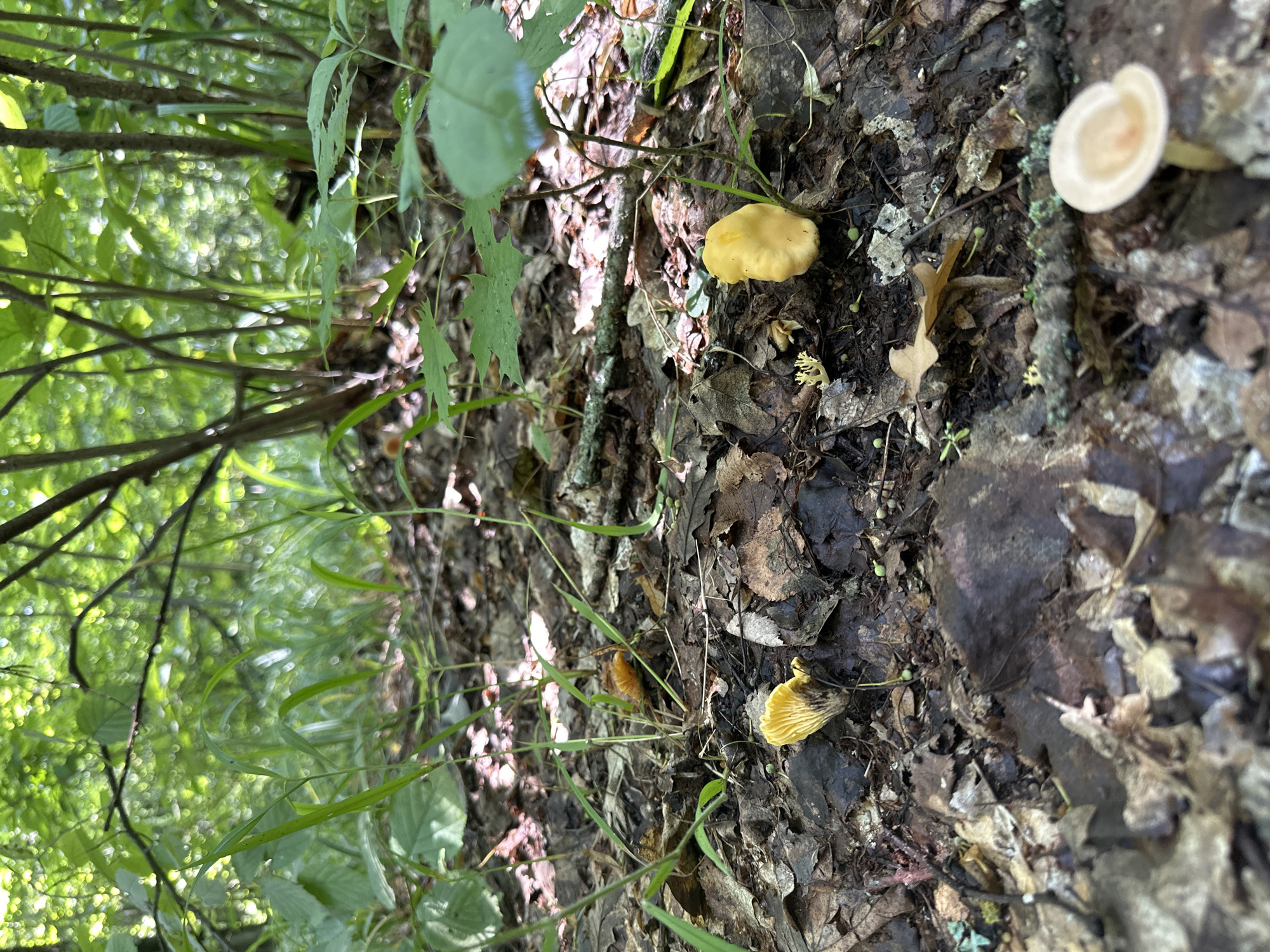 The image depicts a low-angle view of a forest floor in Паниковец, Russia, on a sunny day. The ground is covered with fallen leaves, twigs, and sparse green vegetation. Several small mushrooms are visible. In the foreground, a small, pale mushroom with a delicate cap and stem stands out. Further back, a cluster of bright yellow mushrooms is seen among the leaf litter. Other smaller, less distinct mushrooms and some tiny green berries are also scattered across the forest floor. The background is filled with lush green foliage, with sunlight dappling through the leaves of trees, creating a vibrant, natural scene.