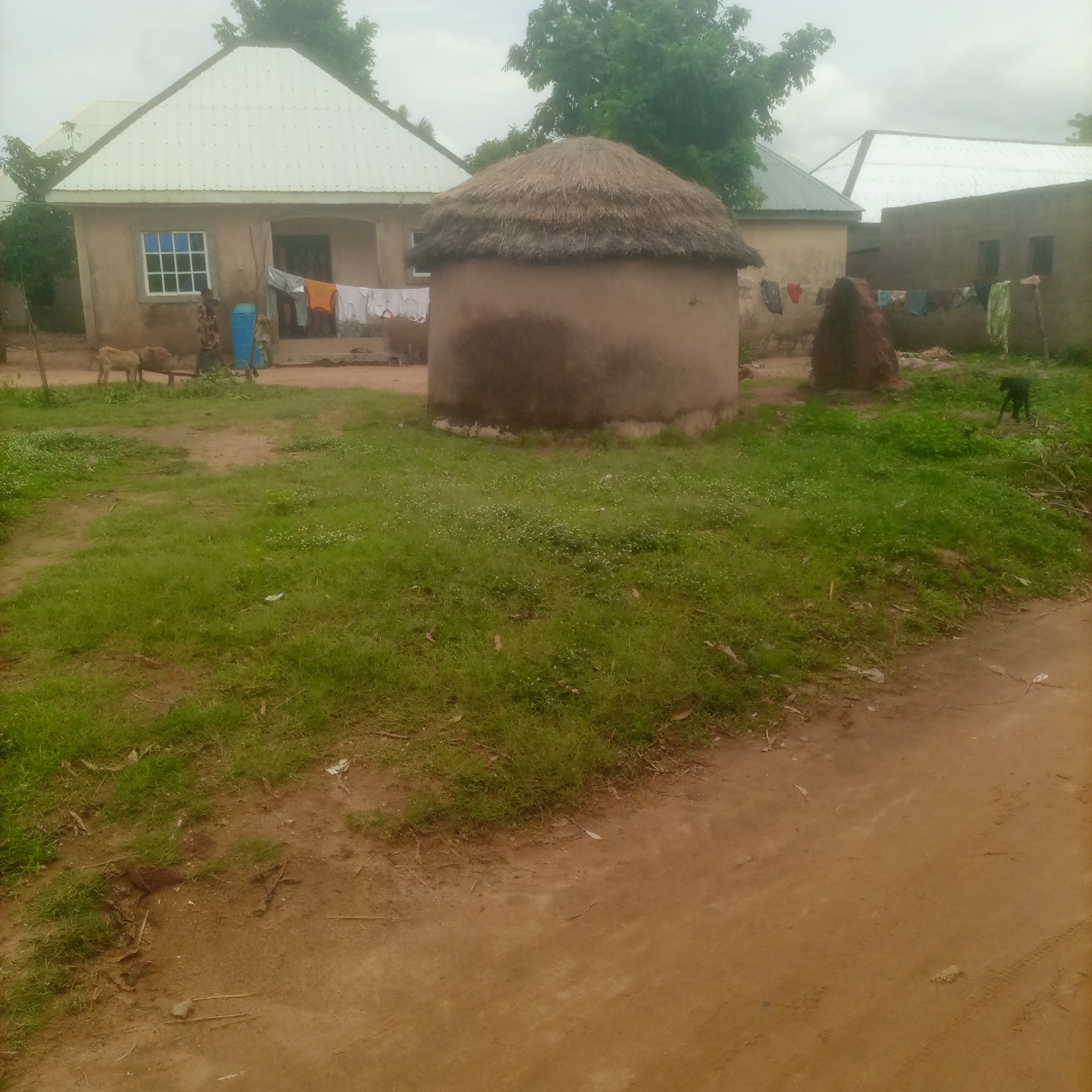 In Jalingo, Nigeria, a residential compound features a light-colored, modern house with a white metal roof and a single blue-paned window. In front of the house, laundry hangs on a line. To the right of the house, a round, thatched-roof structure, likely a traditional granary or dwelling, stands on a dirt and grass-covered ground. Two goats are visible near the house, and a dark-colored dog is seen in the background. The compound is surrounded by other buildings, some with metal roofs and others appearing to be made of mud brick. The environment suggests a rural or semi-urban setting with a mix of traditional and modern architecture.