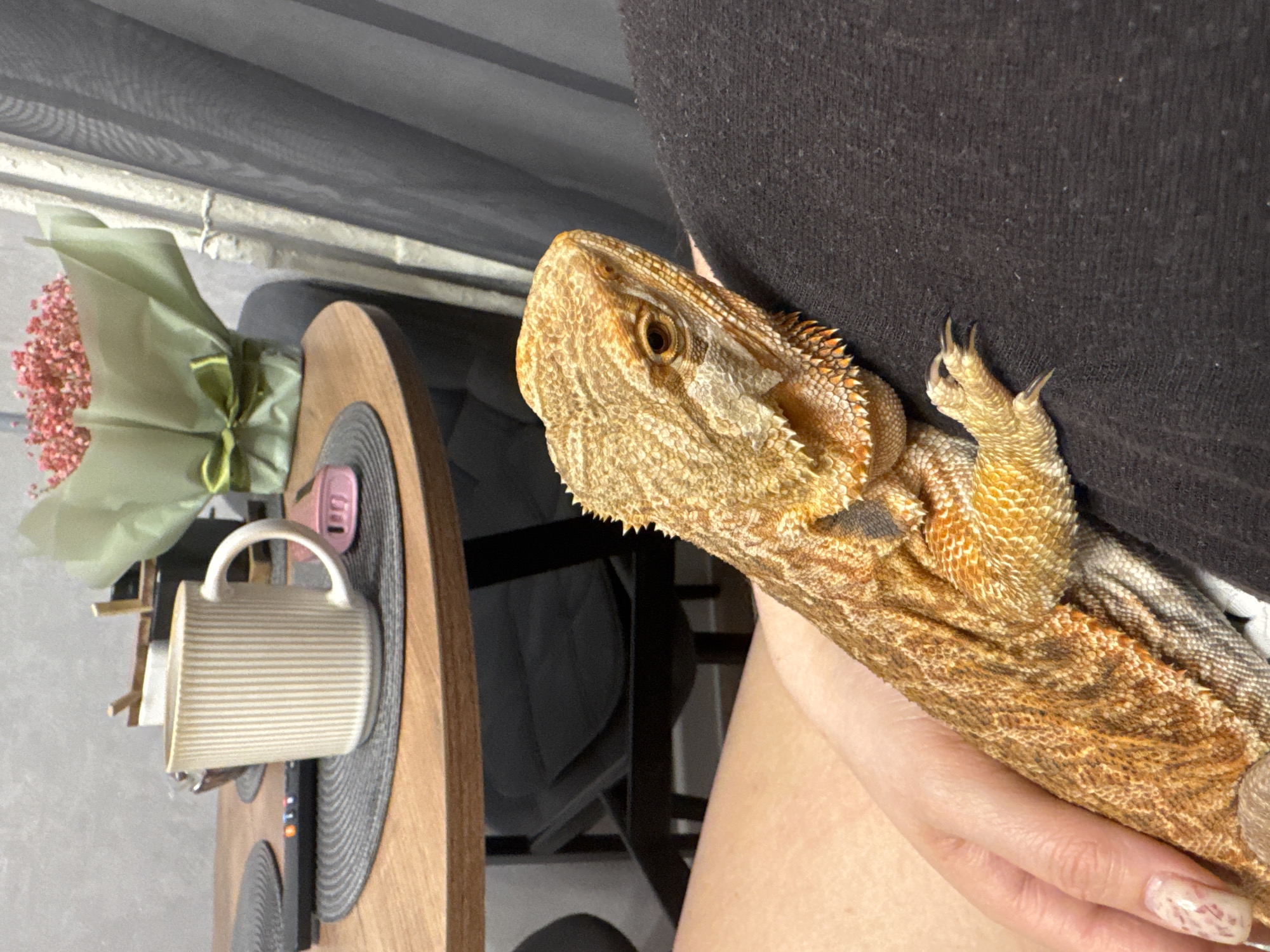 A bearded dragon rests on a person's chest. The person is wearing a black shirt. In the background, there's a round, wooden table with a mug, a gray placemat, and a bouquet of flowers. The location is implied to be indoors, but the city of Yakhroma, Russia, is not visually confirmed in the image.