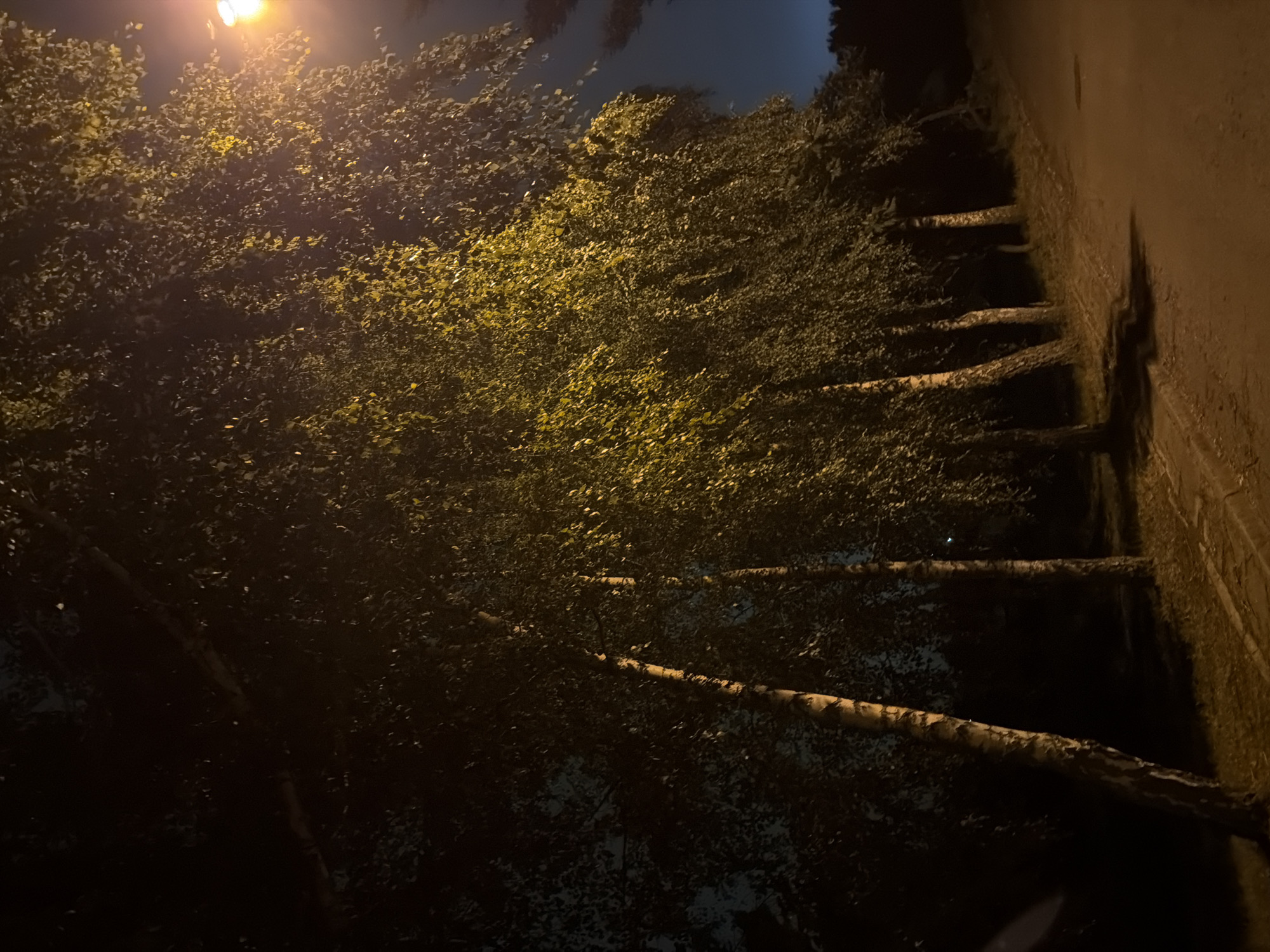 The image shows a row of birch trees at night, illuminated by a street lamp. The trees are tall and slender, with distinctive white bark and dark green leaves. The street lamp casts a warm, yellow glow on the leaves, creating a dappled effect. The ground beneath the trees is covered in dry leaves and grass. A paved path runs alongside the trees, disappearing into the darkness. The sky is dark and cloudy, with a hint of blue at the horizon. The scene appears to be in a park or a residential area in Szczecin, Poland, based on the context provided. There are no people or animals visible in the image. The overall atmosphere is peaceful and serene, with a touch of mystery due to the low light conditions.