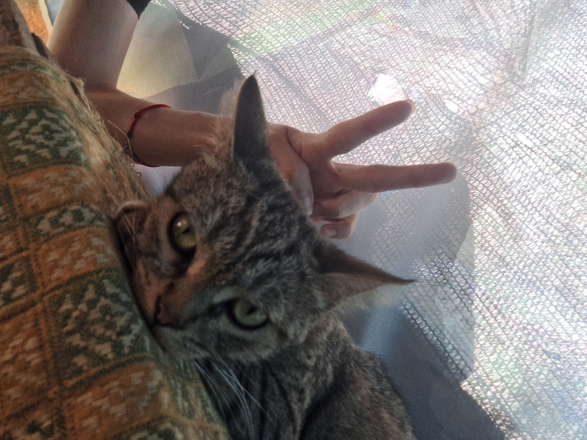The image shows a close-up of a tabby cat resting on a patterned blanket. The cat's head is lowered, and its eyes are open. To the left of the cat, a person's arm is visible, with their hand held up in a peace sign. The background is out of focus, appearing to be a mesh-like material illuminated by bright light. The scene does not provide any information or visual cues that would allow for the identification of a specific location in Vypasne, Ukraine.
