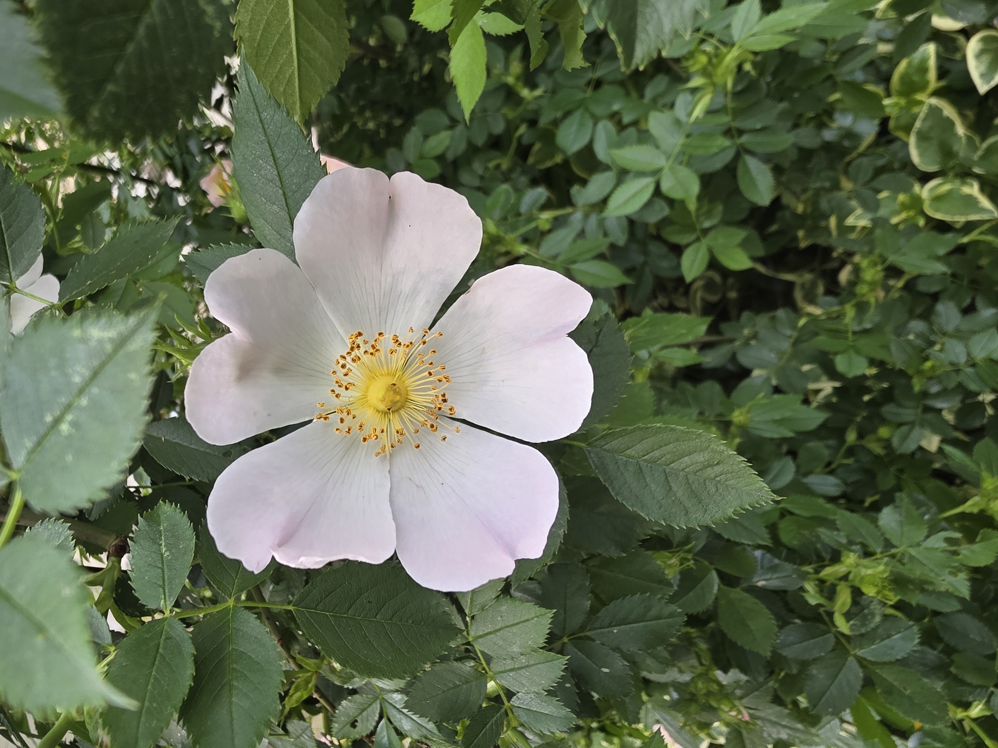 The image shows a white flower with yellow center, surrounded by green leaves. The flower has five petals. It is located in Stara Zagora, Bulgaria, according to the user. The leaves surrounding the flower are from the same plant. The environment consists of more green leaves and foliage in the background.
