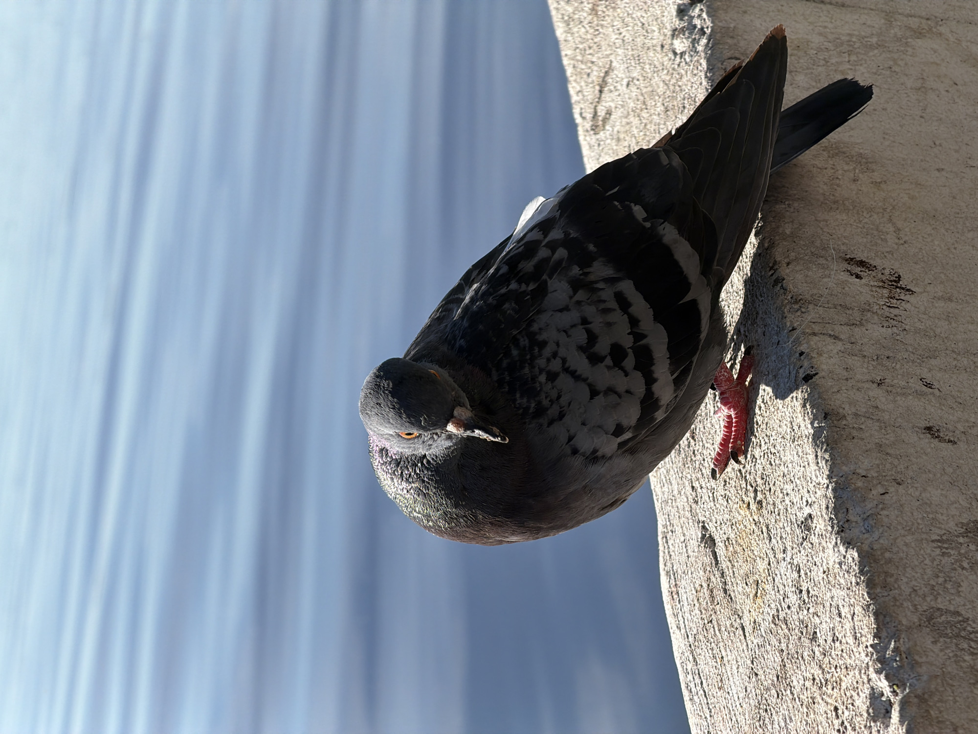 A pigeon is perched on a concrete ledge with a body of water in the background. The pigeon is facing left, with its head tilted down and its body hunched. Its feathers are a mix of gray, black, and white, with iridescent purple and green on its neck. Its eyes are orange, and its feet are red. The concrete ledge appears weathered and rough, with some discoloration. The water in the background is a deep blue with gentle ripples, reflecting the sky. There is no indication of the specific location within Chaikovsky, Russia, beyond the presence of a body of water and a man-made structure.
