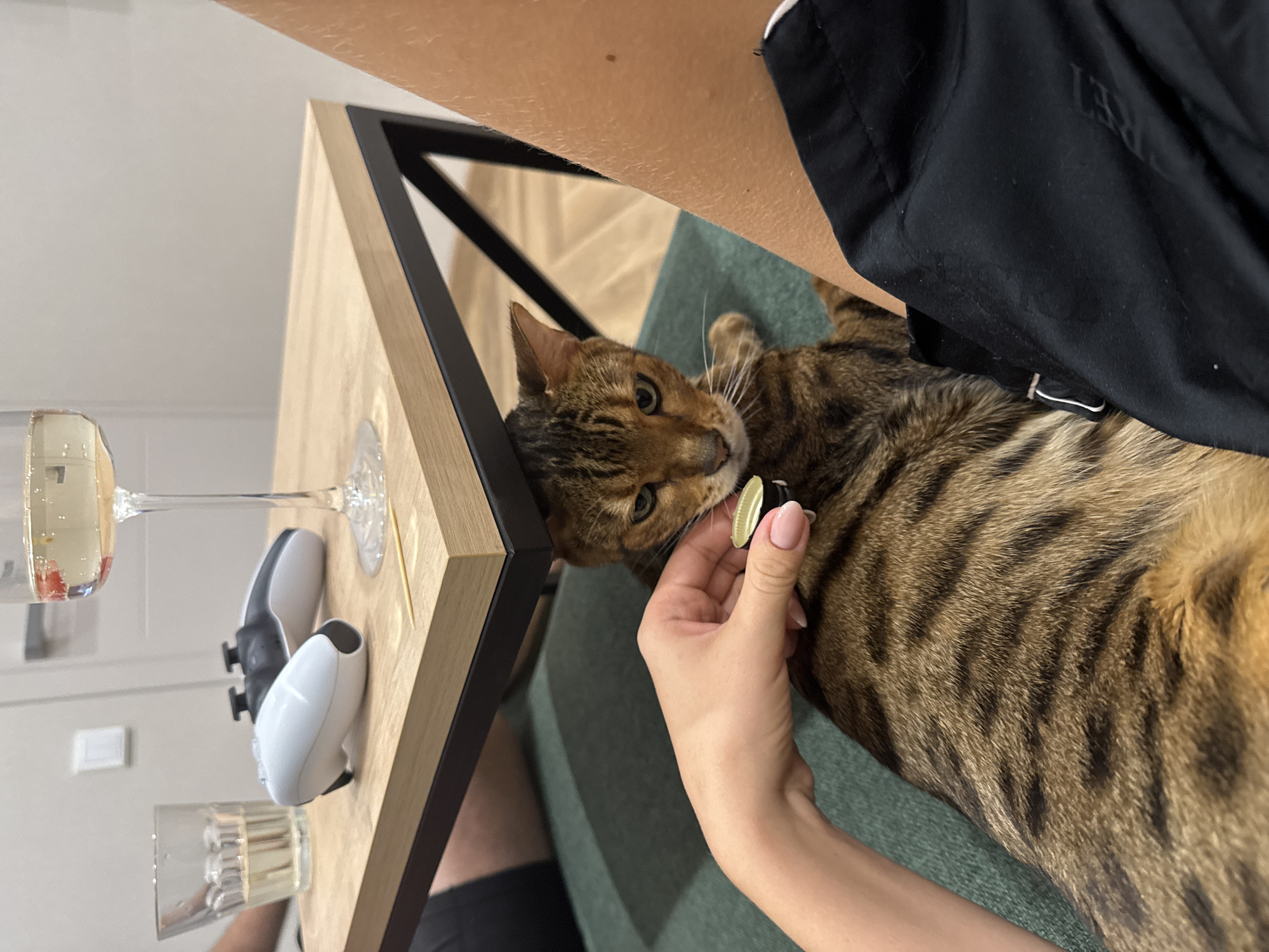 An indoor, overhead shot shows a Bengal cat interacting with a person, alongside various items on a light-colored wooden table. The cat, distinguished by its brown and black marbled and striped fur, is lying on a green or teal upholstered surface, its head turned towards a person's hand. The cat wears a light-colored collar and has green or yellow eyes.
A person's hand, with light pink manicured nails, holds a small, round object with a gold rim (possibly a cap or a treat container) near the cat's mouth, suggesting the cat is being offered something. Part of the person's bare arm and a black shirt are visible, with the word "SECRET" faintly discernable on the shirt's fabric. A human leg, wearing black shorts, is also partially visible in the lower left of the frame.
On the wooden table, which has a black metal frame, a tall champagne flute containing a light-colored beverage with red or pink garnishes is present. A clear glass tumbler with a similar light drink is also visible. Between the two glasses sits a white PlayStation 5 DualSense controller. The background includes a light-colored floor and a white wall, suggesting a modern home interior. The overall atmosphere appears relaxed and domestic.