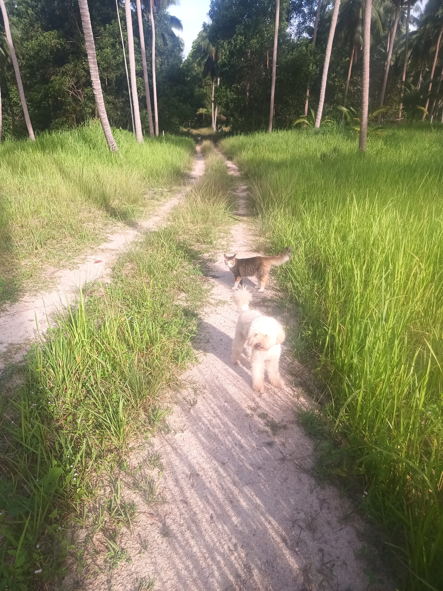 The image depicts a sandy path cutting through tall, green grass, bordered by thin palm trees, in Baan Thong Nang, Thailand. A white, fluffy dog and a striped cat stand on the path, facing away from the camera. The lighting suggests early morning or late afternoon.