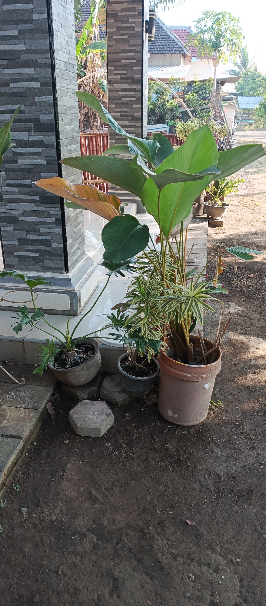 In Jatisari, Indonesia, an outdoor scene is captured with a focus on several potted plants situated on a paved walkway and dirt ground in front of a building. The building features a dark grey tiled pillar on the left and a white-painted base. Behind the pillar, a section of the building's exterior is visible, with more dark grey tiles and a wall with lighter grey horizontal brickwork. Further back, a glimpse of a red-tiled roof and greenery suggests a residential area or natural surroundings.
In the foreground, four potted plants are arranged. The plant on the far left is in a weathered, round, light-colored pot and has large, deeply lobed green leaves. To its right, a smaller, dark grey pot contains a plant with thinner, variegated green and yellow leaves, with several stems emerging. The third plant, slightly larger and positioned to the right of the smaller one, is in a reddish-brown plastic pot. This plant has tall, broad green leaves that arch outwards and upwards, with some leaves showing a bronze or reddish hue. A fourth plant is visible further back and to the right, also in a dark pot, with upright green foliage.
The ground around the pots is a mix of dark soil, some scattered leaves, and possibly small weeds. Several flat, grey paving stones are visible on the left side of the frame, with one hexagonal stone placed on the dirt in front of the pots. The lighting suggests it is daytime, with sunlight casting shadows. The overall impression is a tranquil outdoor space, possibly a porch or garden area.
