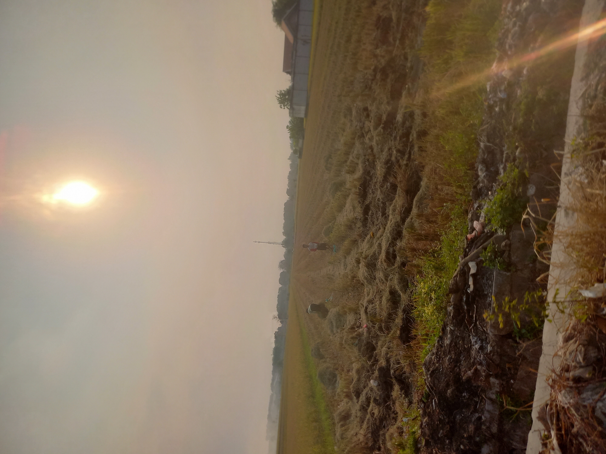 The image depicts a rural landscape in Mojokrapak, Indonesia, likely during harvest season. The foreground is dominated by rough terrain with piles of dried plant material and some sparse green vegetation. In the mid-ground, a harvested rice field stretches out, with rows of stubble and scattered bundles of straw. Two figures are visible in the field, engaged in agricultural work. One, wearing a green shirt, appears to be tending to the harvested crops, while the other, in a red and white shirt, stands further away. A communication tower stands prominently in the distance, along with a building with a red roof and a white wall. The sky is hazy with a bright sun in the upper left quadrant, casting a warm glow and creating lens flare effects. The overall impression is one of rural agricultural activity under a bright, possibly humid, sky.
