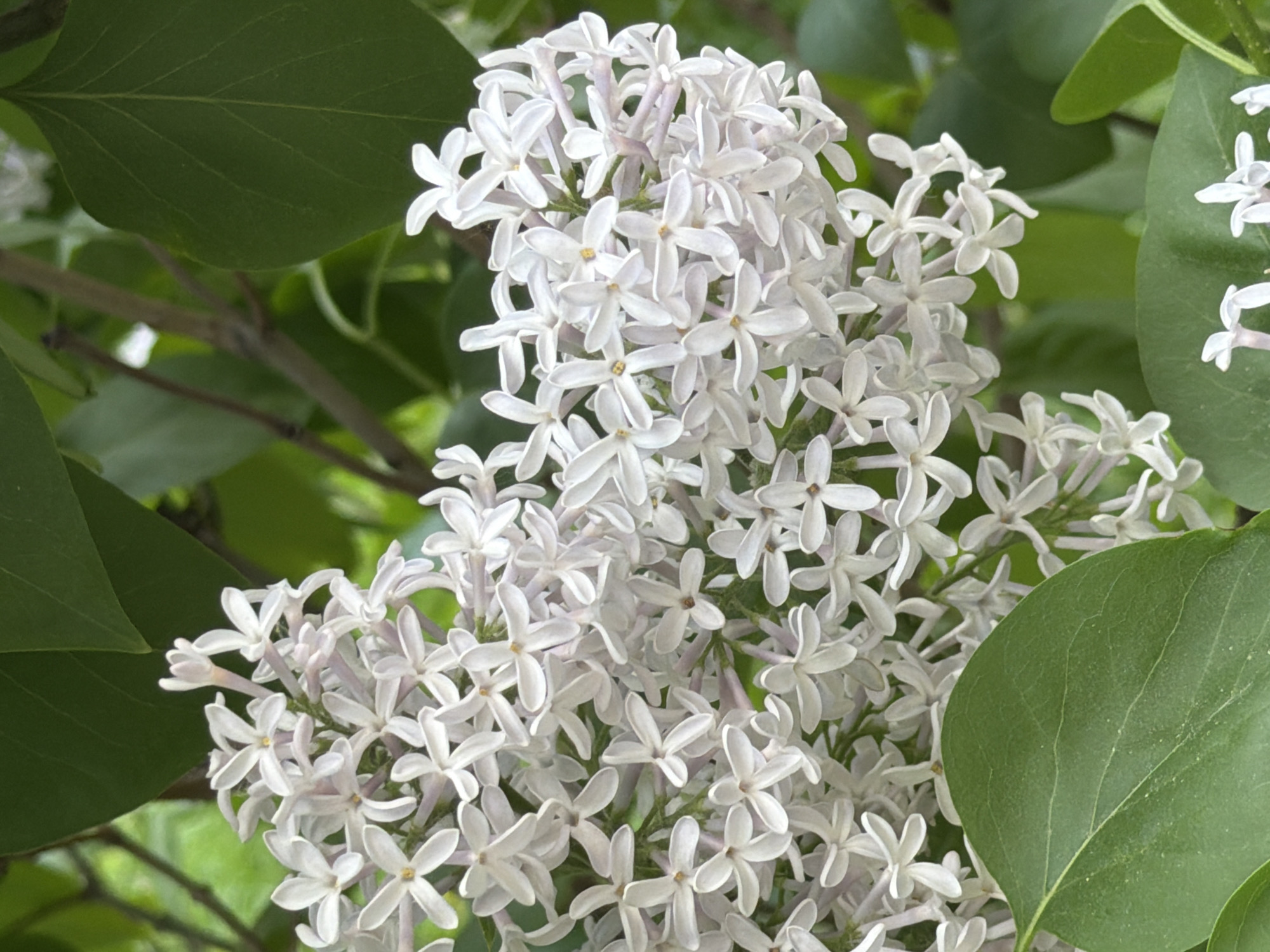 The image shows a close-up of a cluster of white lilac flowers surrounded by green leaves. The flowers are small and have four petals, arranged tightly together in a conical shape. The leaves are oval-shaped and have smooth edges. The background is blurred, suggesting the flowers are the main focus of the image. The location is unknown.
