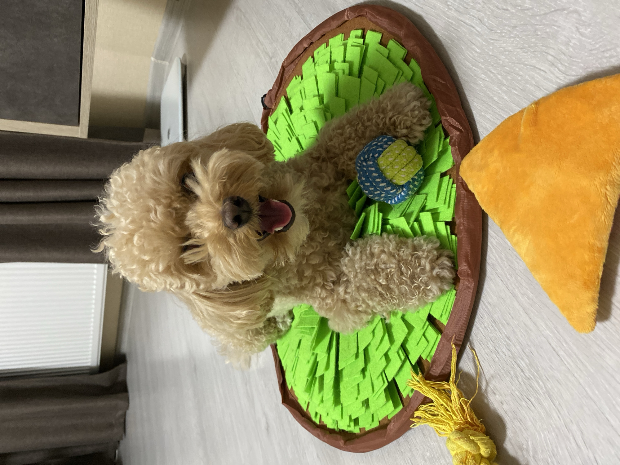 In a domestic indoor setting, likely a living room or play area, a light brown poodle dog with a fluffy, curly coat is lying on a green snuffle mat. The dog has its mouth open, tongue visible, and appears to be panting or smiling. Its front paws are resting on a small, blue and yellow ball. To the left of the mat, a yellow rope toy is partially visible. In the foreground, a bright orange, wedge-shaped plush toy is lying on the floor. The floor is a light wood laminate. In the background, brown curtains hang near a white radiator, and a scale is visible on the floor to the right. The overall lighting suggests it is daytime, with artificial light sources also present. The scene depicts a pet dog with its toys in a home environment.