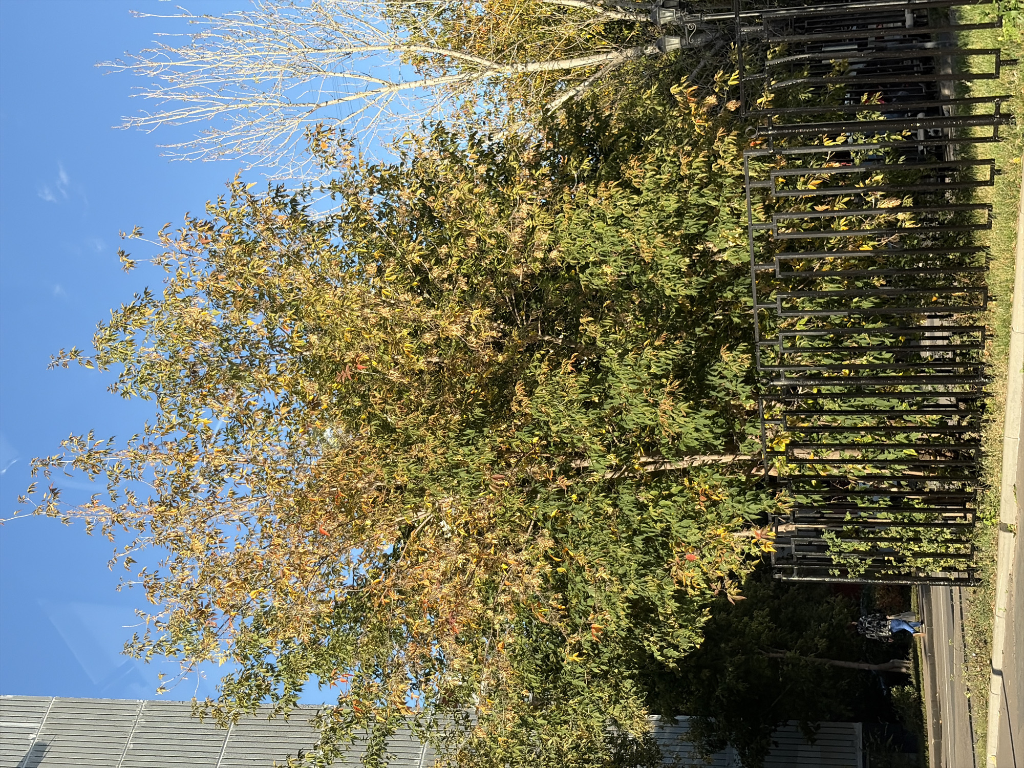 The image captures an outdoor scene with a building on the left, a tree with changing autumn foliage in the center, and a black metal fence in the foreground. The sky is clear blue. To the right of the central tree, another, bare tree with white branches is visible. A street light is present on the far right. A person is walking on the sidewalk behind the fence, on the left side of the frame. The scene appears to be in a city environment, possibly a residential or public area, given the building, sidewalk, and fence. The presence of autumn leaves on the trees suggests the time of year is autumn. The location is identified as Moscow, Russia.