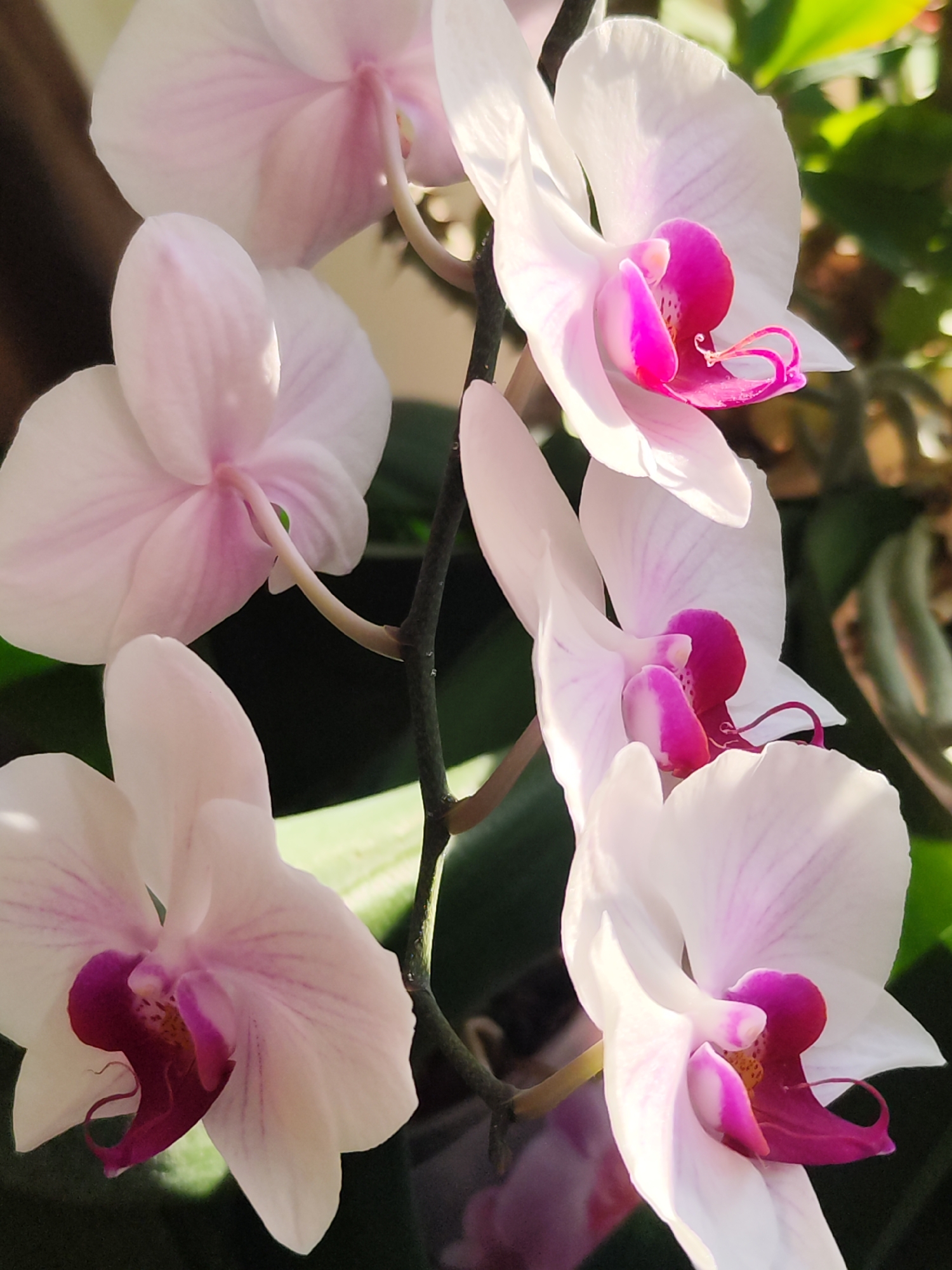 The image shows a cluster of Phalaenopsis orchids, commonly known as moth orchids. The flowers are predominantly white with pink accents in the center of each bloom. The orchids are arranged along a dark green stem. The setting is indeterminate but appears to be indoors, with a blurred background suggesting the presence of foliage and varying light conditions.