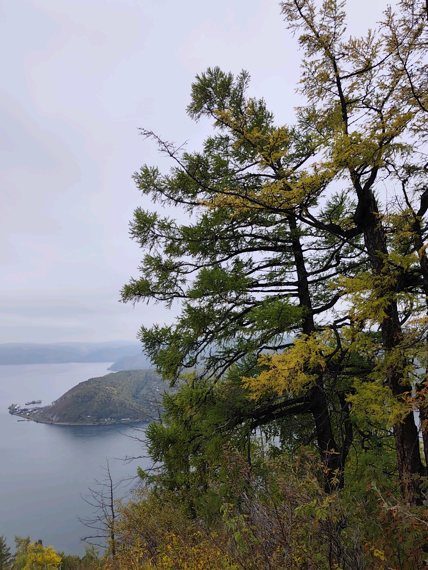 This image shows a view from a hillside overlooking a body of water, likely Lake Baikal, with a prominent peninsula jutting out into it. The landscape appears to be in the city of Nikola, Russia. In the foreground, several trees with sparse green and yellowing foliage are visible, suggesting an autumn setting. One large tree on the right is particularly prominent, with dark bark and branches reaching upwards and outwards. The middle ground features a densely forested hillside leading down to the water. On the peninsula, there are signs of human activity, including what appears to be a small settlement with buildings and a port area with several docked boats or ships. The water is a deep, calm blue, and the distant landscape is hazy and muted due to atmospheric conditions or distance. The sky is overcast and a pale gray. No people are visible in the image.