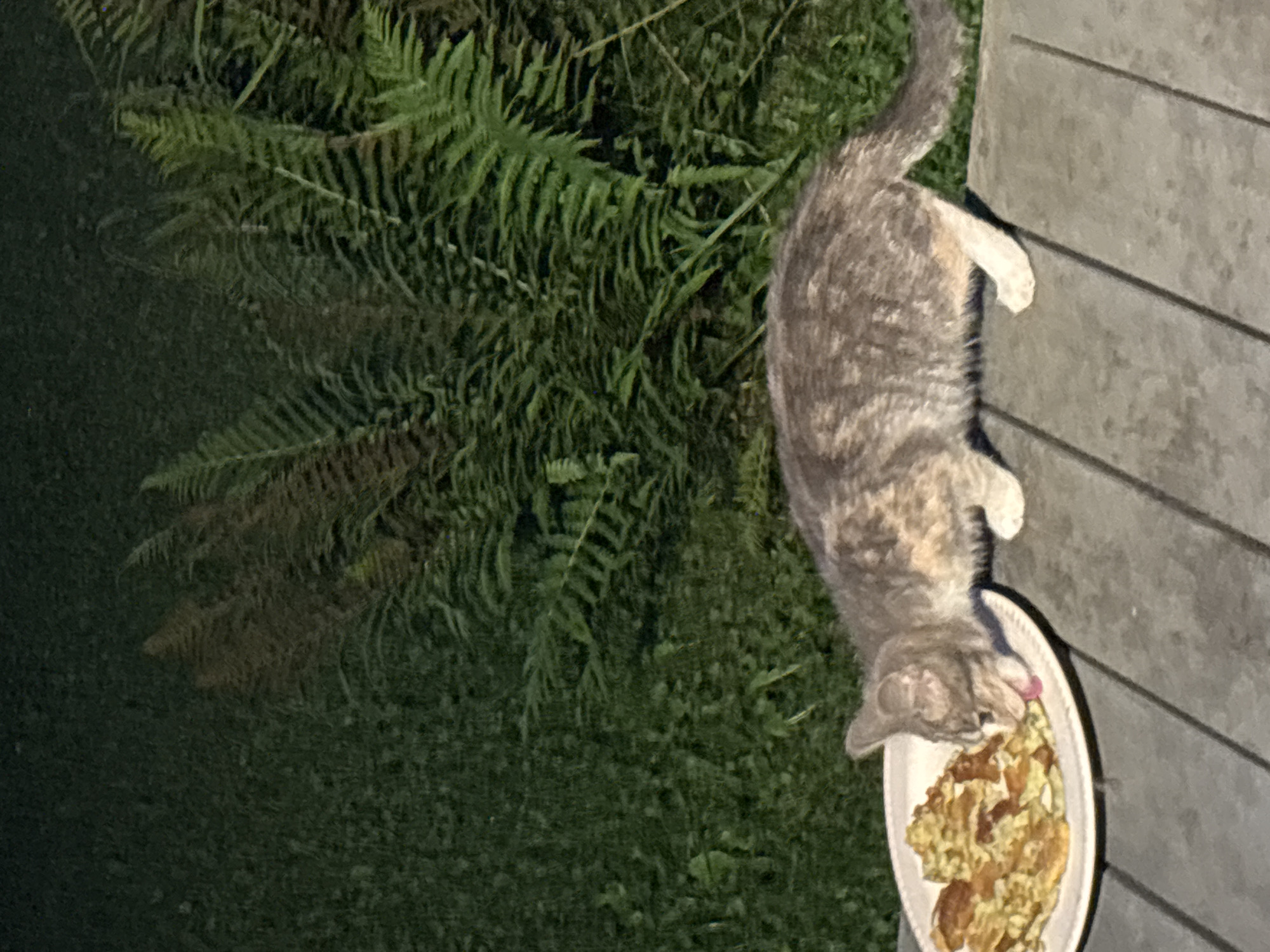 A dilute calico cat is eating from a white plate of food, likely eggs, which is placed on a wooden deck. The cat is positioned on the right side of the plate, with its head lowered to eat. The background consists of lush green ferns and grass, suggesting an outdoor setting. The lighting appears to be dim, indicating either nighttime or early morning. There is no information in the image that would allow for determining the location in the city of Zvenigorod, Russia.