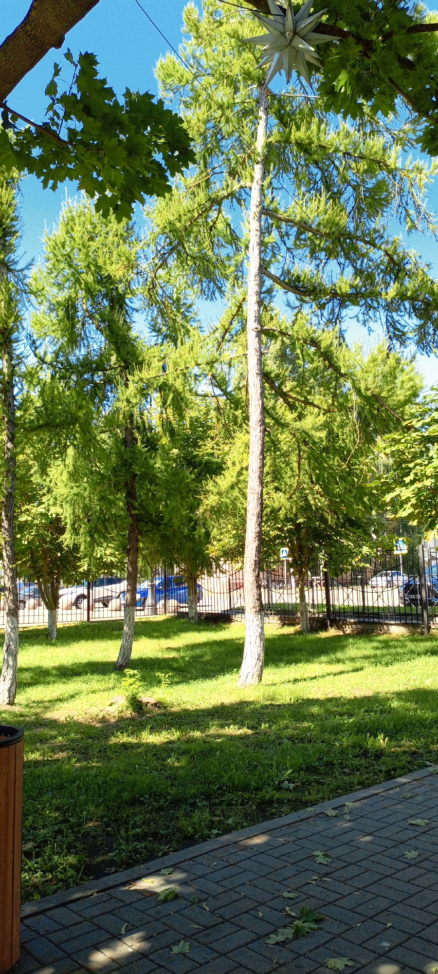 The image depicts a sunny park scene. In the foreground, a paved walkway with interlocking gray stones is visible, with scattered fallen leaves. To the left, the edge of a brown trash receptacle can be seen. Beyond the walkway is a well-maintained lawn. Several trees with light-colored trunks and green foliage dominate the midground, with some of their lower trunks painted white. Behind the trees, a black metal fence runs horizontally across the image. Beyond the fence, several cars are parked, including a blue sedan and a lighter-colored sedan. The sky is clear and blue. In the distance, a decorative metallic star-shaped object is suspended from a tree branch, partially obscured by leaves. The scene suggests an urban park or recreational area in Kirsanov, Russia, on a clear day.