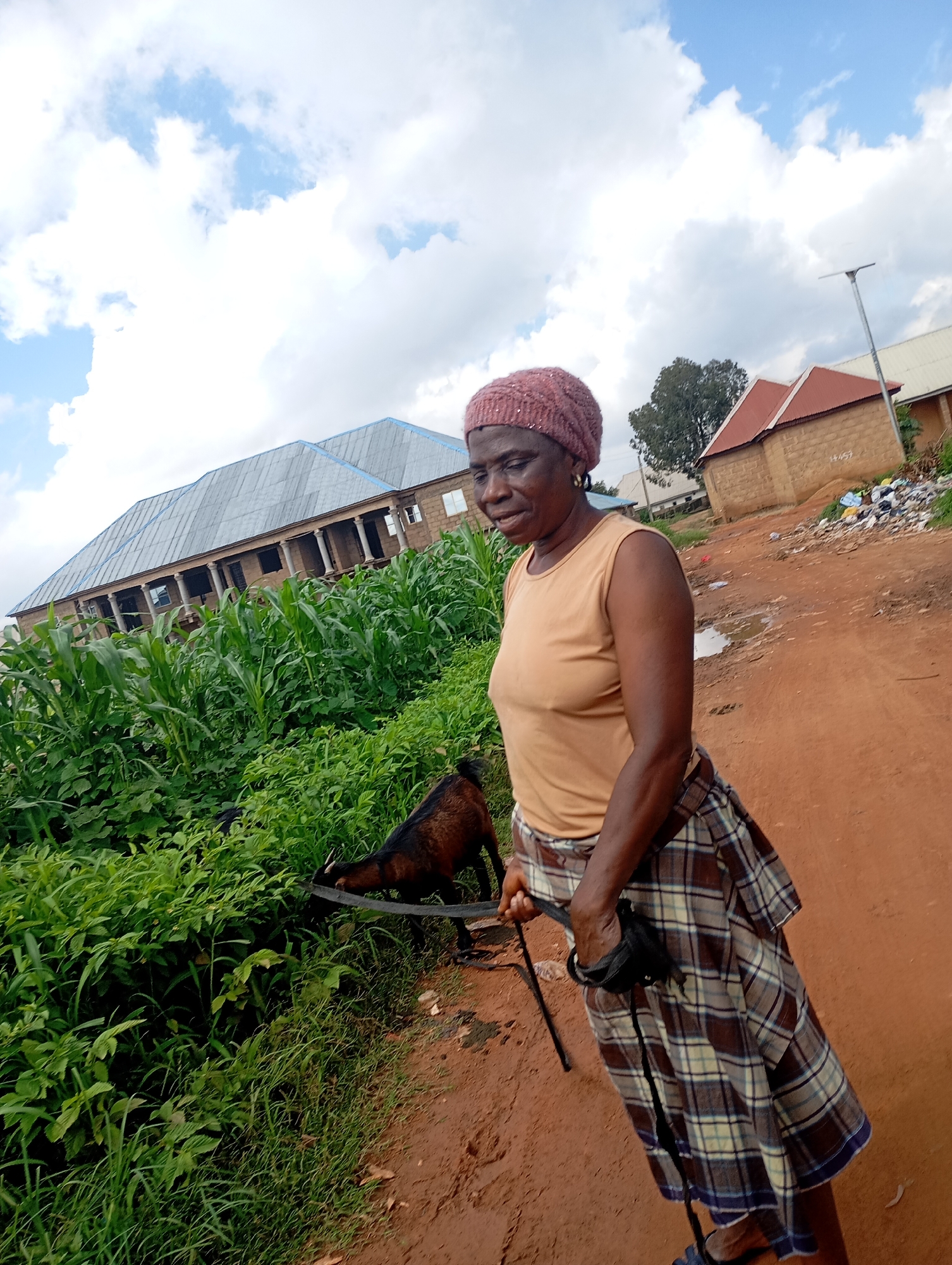 In a semi-arid, dusty environment, likely in Jos, Nigeria, a woman stands to the right of a field of tall green corn stalks. She is wearing a light brown sleeveless top, a red-pink knitted cap, and a plaid skirt in shades of blue, brown, and white. She is holding a black rope in her right hand, which is attached to a dark brown goat. The goat is positioned to her left, partially obscured by the corn, with its head down, appearing to eat from the field. In the background, a large, multi-story building with a corrugated metal roof and a colonnaded facade is visible. To the far right, a smaller, single-story brick building with a red roof stands, with a pile of trash nearby. The ground is a reddish-brown dirt road, with some scattered puddles. The sky is cloudy with patches of blue.