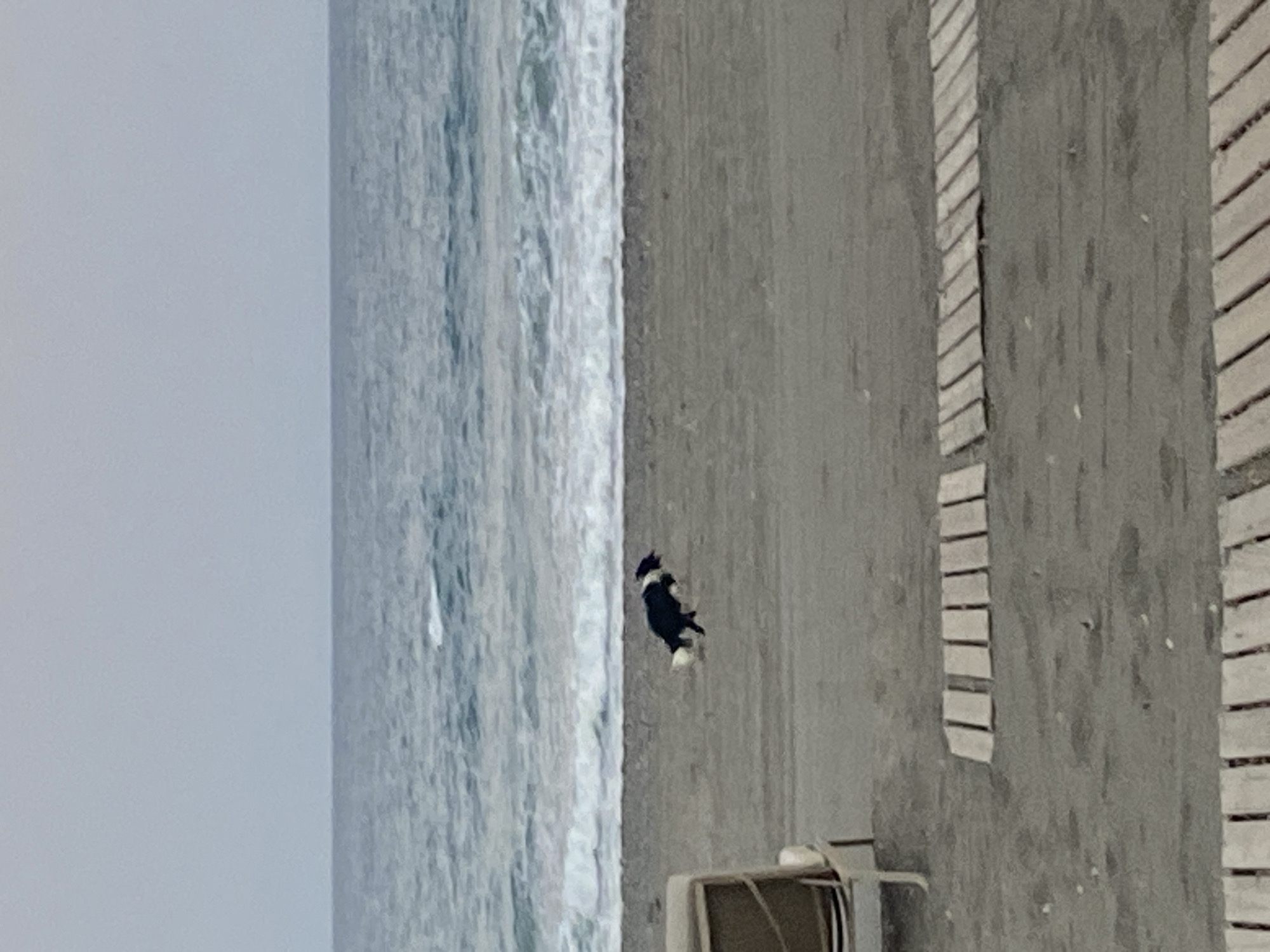 A black and white dog is running on a sandy beach next to the ocean. The dog is in the middle of the frame, facing to the right. The ocean is to the left of the dog and the beach continues to the right. In the foreground, there are wooden slats laid out on the sand. In the background, the sky is overcast. There is a portion of a lounge chair visible in the bottom left corner. The scene appears to be the Estepona beach in Estepona, Spain, known for its dark sand beaches and calm waters.