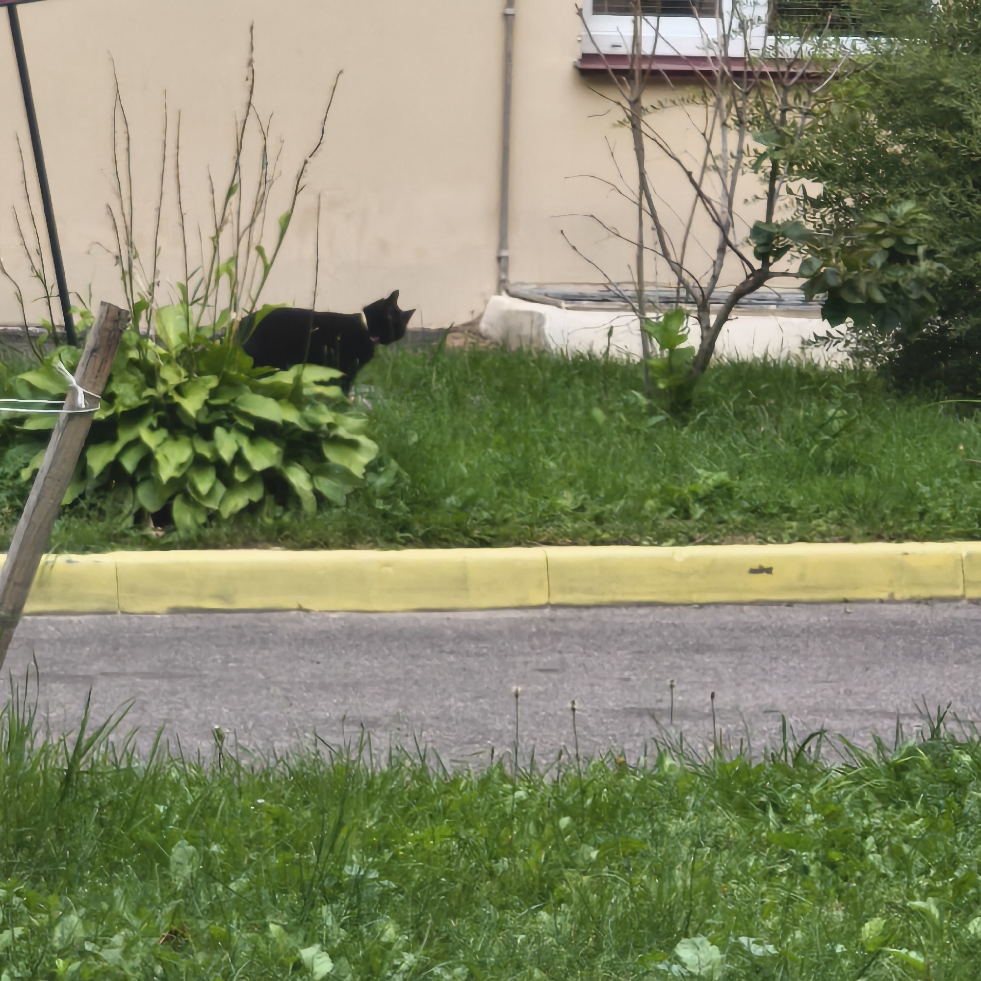 A black cat with a pink collar is seen in a grassy area next to a building with a beige facade and a white-framed window. The cat is partially obscured by lush green foliage and tall, thin stalks of dried grass. A yellow painted curb separates the grassy area from a paved road in the foreground. In the background, there is a leafless tree with thin branches and a dense green shrub. The image appears to be taken in an outdoor urban setting. The exact location in Minsk, Belarus, cannot be determined from the image alone.