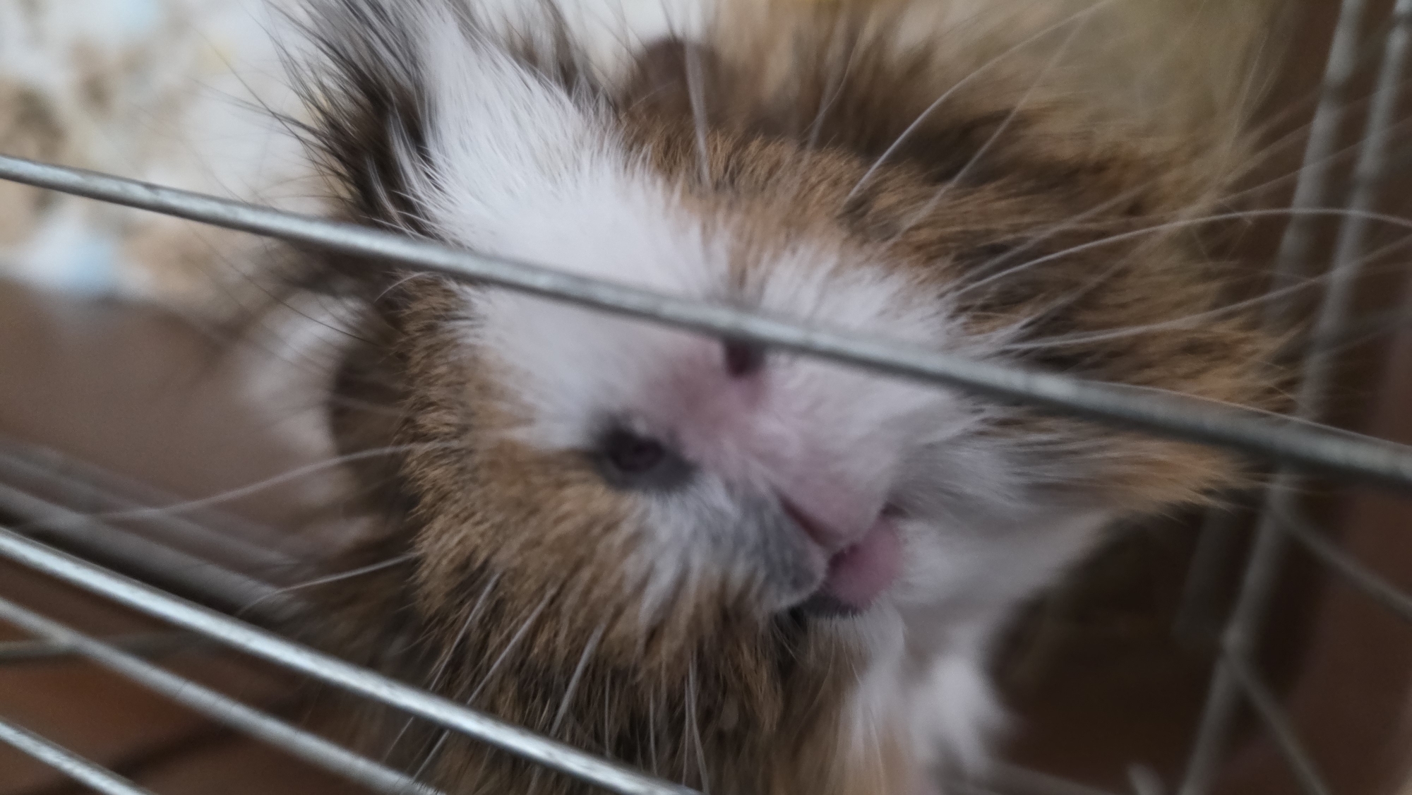 A close-up shot, likely taken indoors, shows the face of a guinea pig behind a wire cage. The guinea pig has brown, white, and black fur. The visible parts of the face include a pink nose and tongue. The cage is made of metal wires. The location is impossible to determine based on the image.