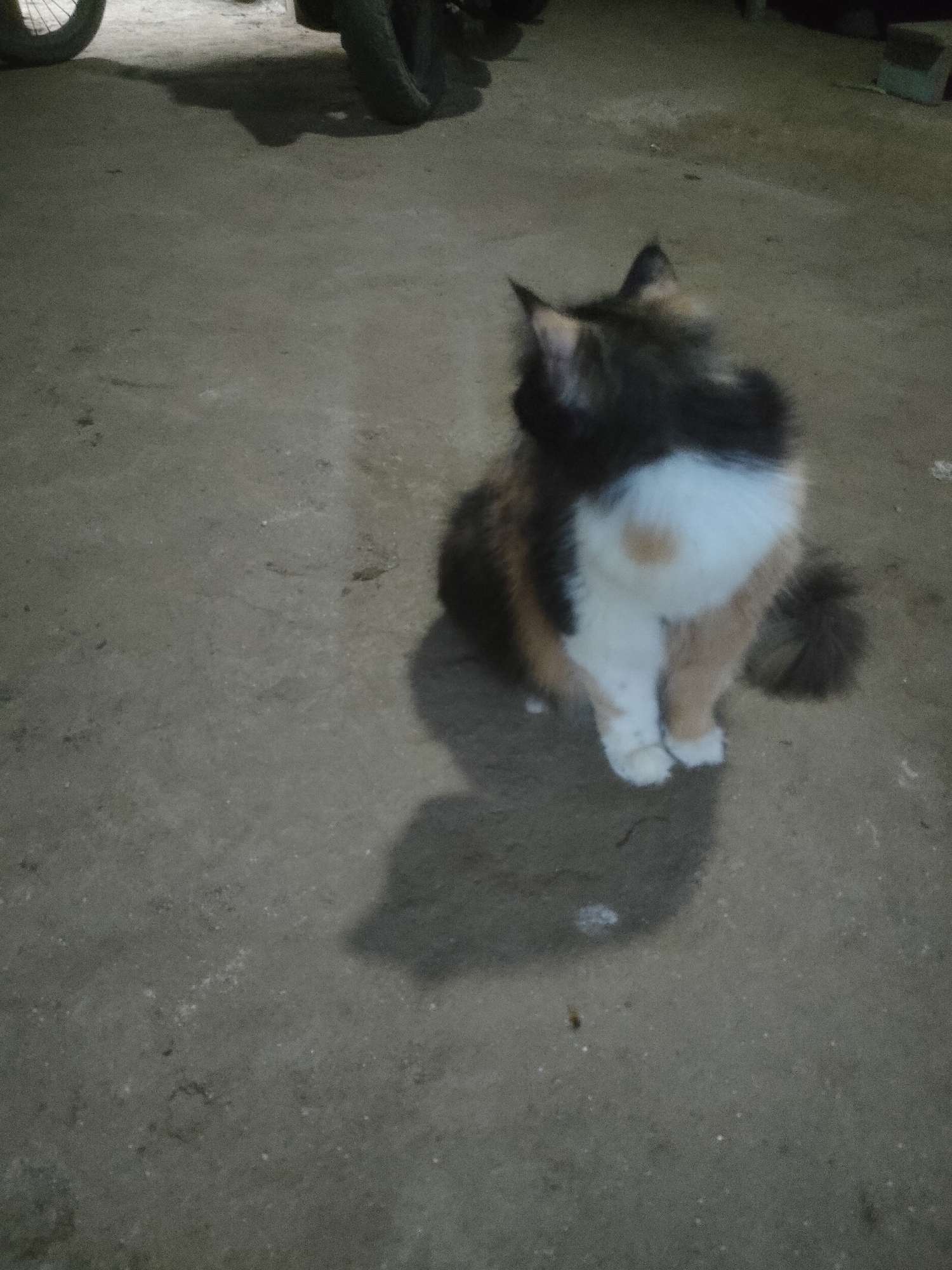 A calico cat with dark, light brown, and white fur sits on a concrete surface in what appears to be an outdoor area. The cat is facing away from the camera, looking to the left. A shadow of the cat is visible on the ground to its left. In the background, a portion of a motorcycle, including its wheel and tire, is visible. The scene is dimly lit. The location is identified as Padang Dalom, Indonesia.