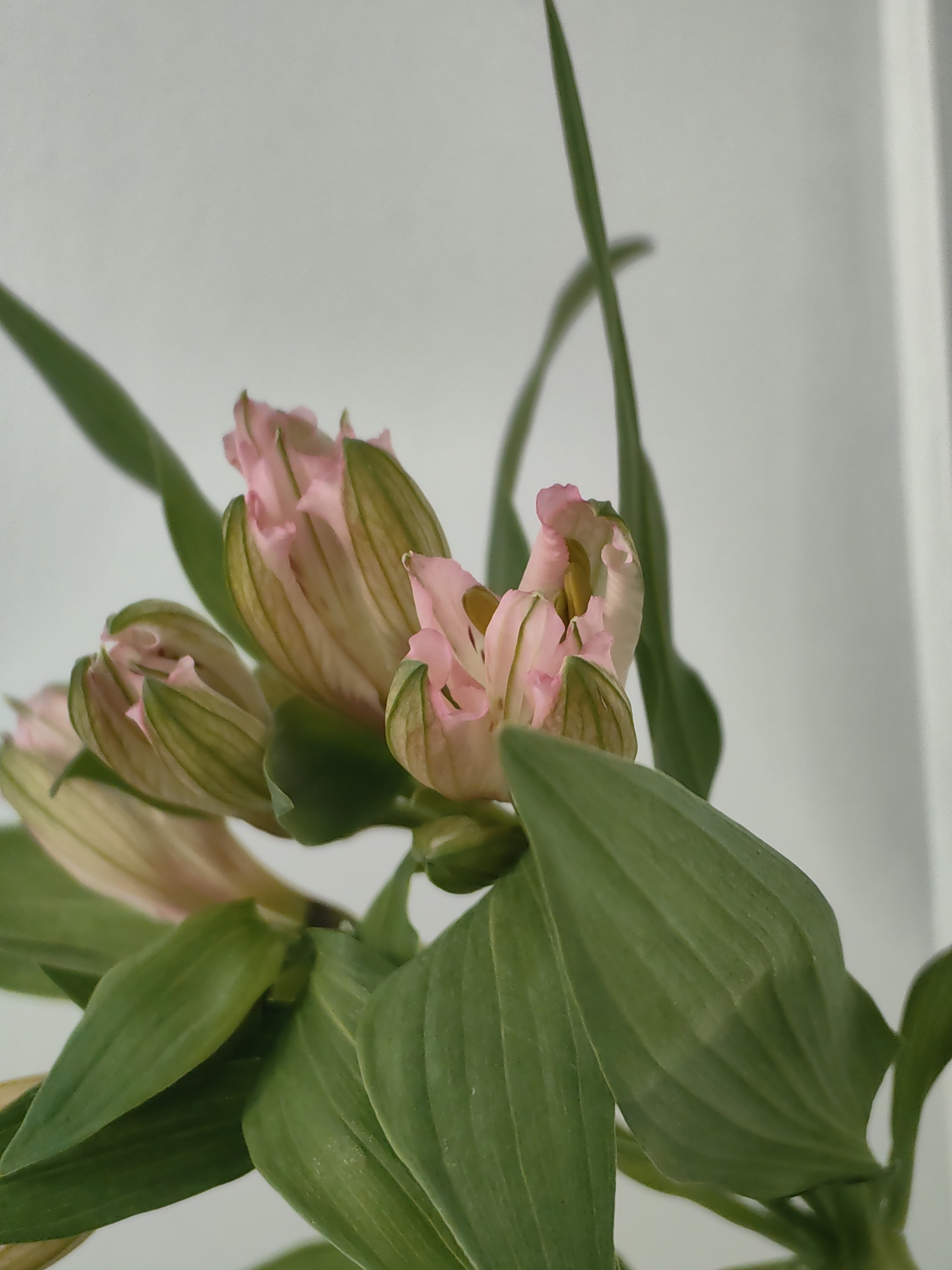 This media file presents a close-up, vertical shot of a plant featuring several developing flower buds and lush green leaves. The primary subjects are a cluster of pink flower buds, possibly Alstroemeria or Peruvian Lilies, which are in various stages of opening. Their delicate light pink petals are visible peeking out from behind distinct green sepals that are marked with darker green stripes. Hints of yellow or cream can be seen within the opening blooms.
The buds are centrally placed and surrounded by multiple broad, vibrant green leaves with visible venation. Some leaves are in sharp focus, while others contribute to the foreground and background with a soft blur. A slender green stem is visible extending upwards in the background, casting a soft shadow on the plain, light grey wall or backdrop.
The setting is ambiguous but appears to be indoors or in a controlled environment due to the simple, uncluttered background and diffused, even lighting. There is no discernible activity or event taking place, and no visible text in the image. The time of day and weather are not indicated. The overall impression is one of natural beauty and growth, focusing on the intricate details of the budding flowers.