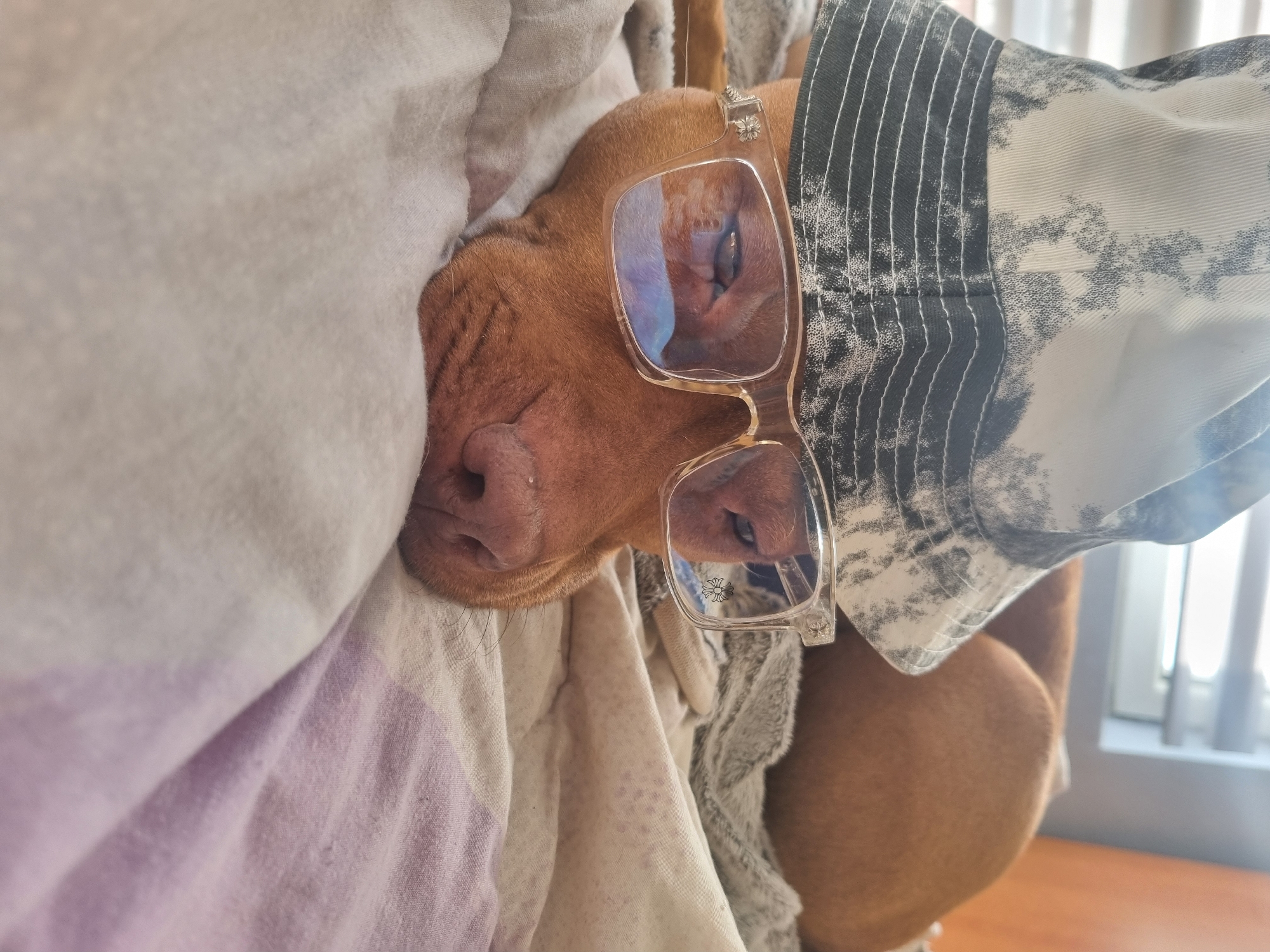 A brown dog is curled up in a bed with patterned sheets, wearing transparent-framed glasses and a bucket hat. The dog's eyes are closed. A window is visible in the background, and the bed is situated on a wooden surface. The location appears to be indoors in an unknown city.