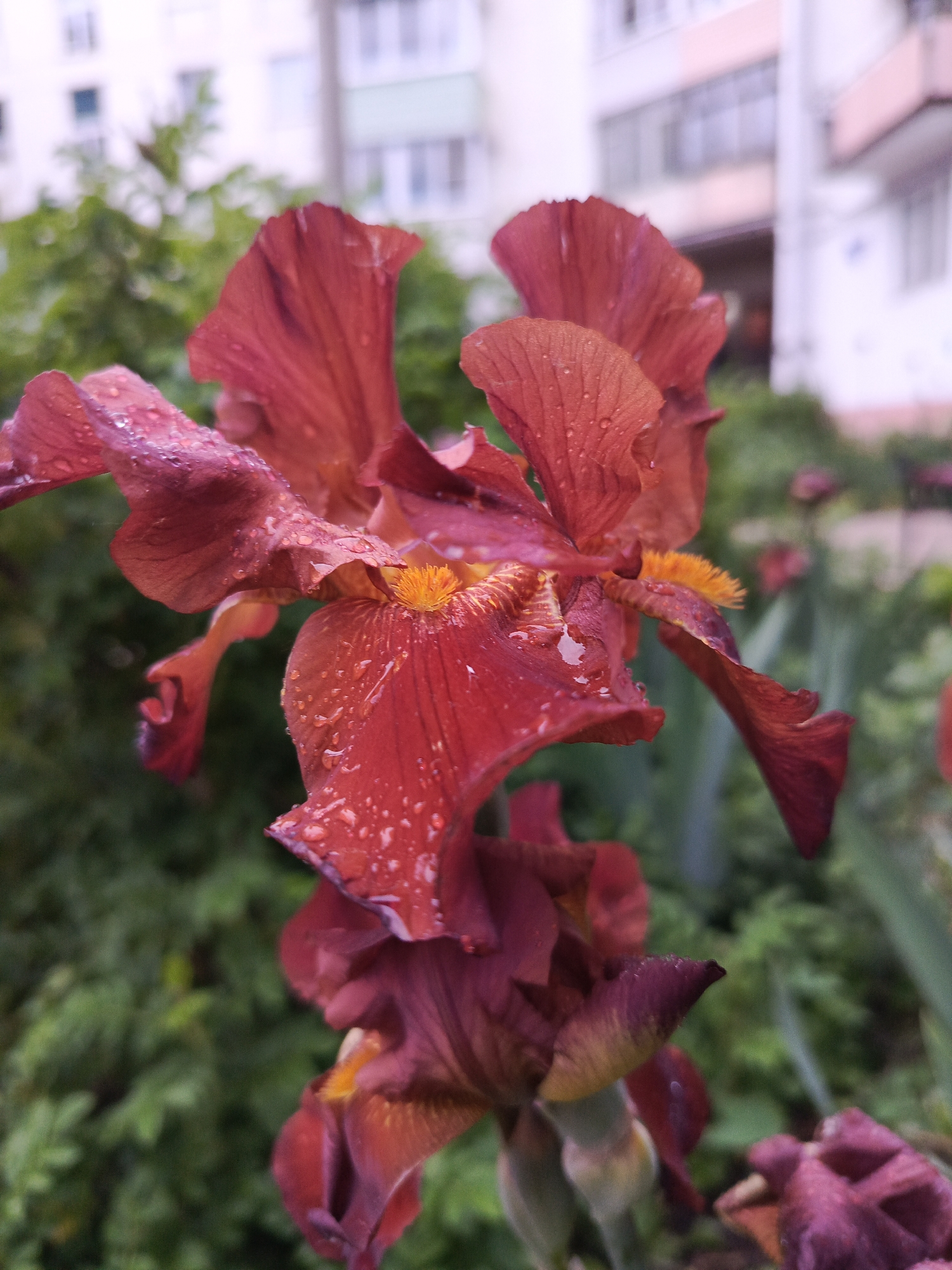 A close-up shot reveals a tall, reddish-brown iris in full bloom, its petals adorned with water droplets, suggesting a recent rain. The flower's orange-yellow crests are visible amidst the textured petals. The backdrop features a blurred urban landscape: lush green shrubbery and a multi-story building, likely an apartment complex, with multiple windows. The setting appears to be a garden or a green space within a city, possibly Chaikovsky, Russia. The scene is still and focused primarily on the flower. No people are directly visible.